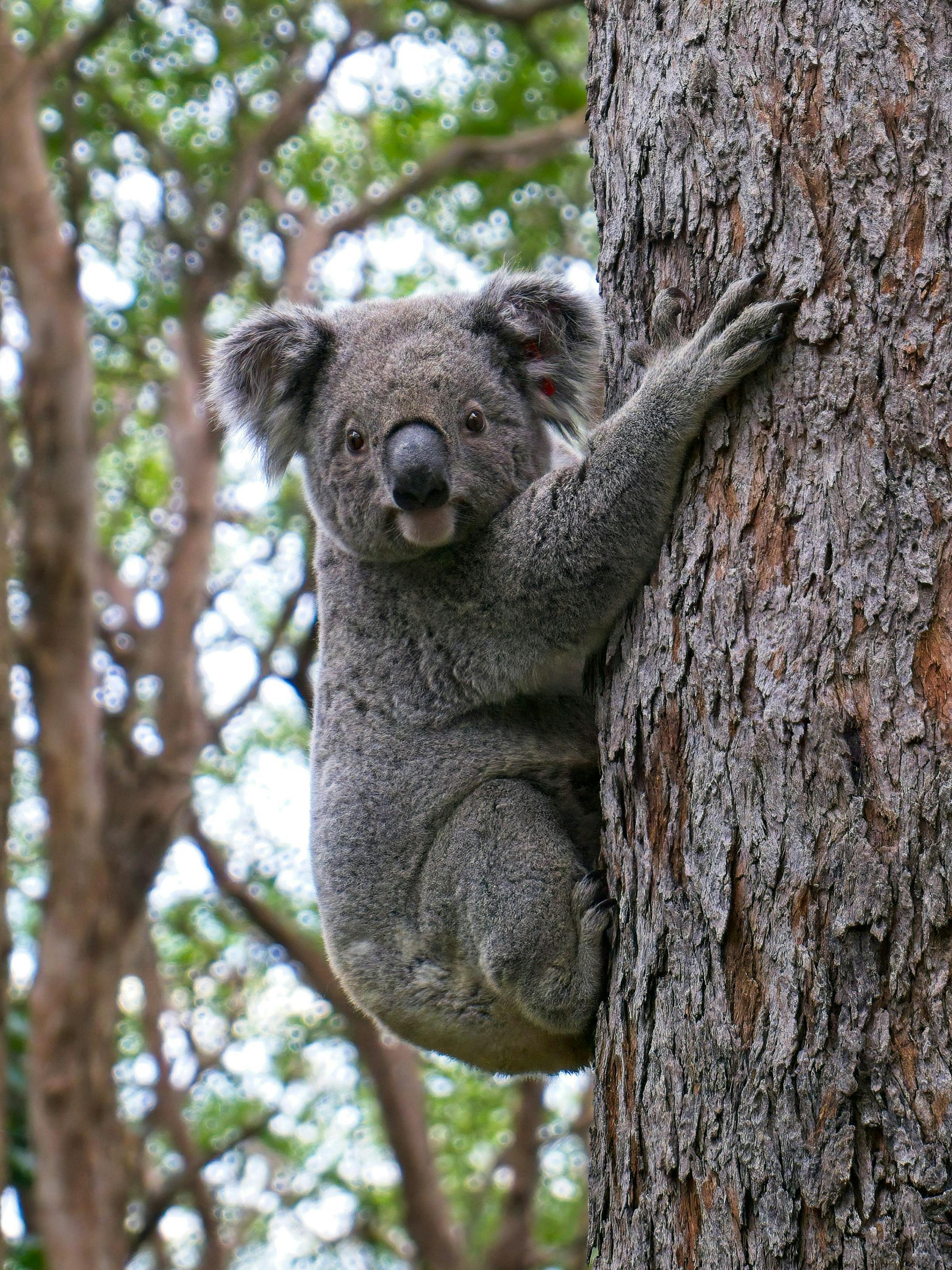 Koala clings to a rough-barked tree trunk, looking toward the camera as eucalyptus leaves softly blur behind.