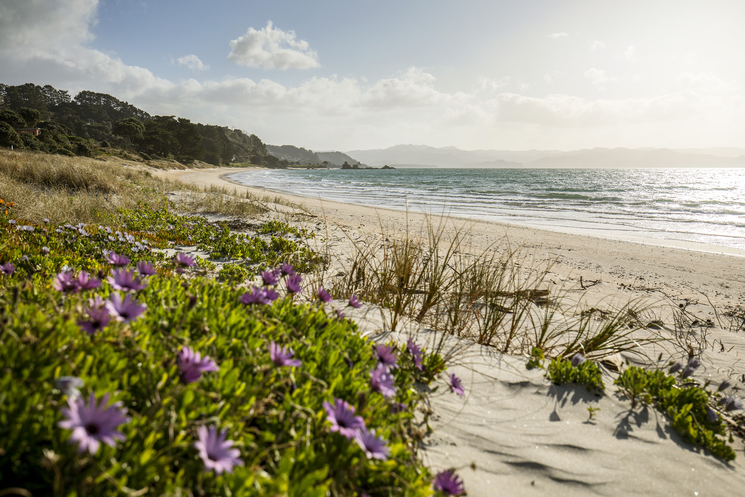 Purple wildflowers bloom beside sandy dunes above a sunlit beach, gentle waves rolling in under clear sky.