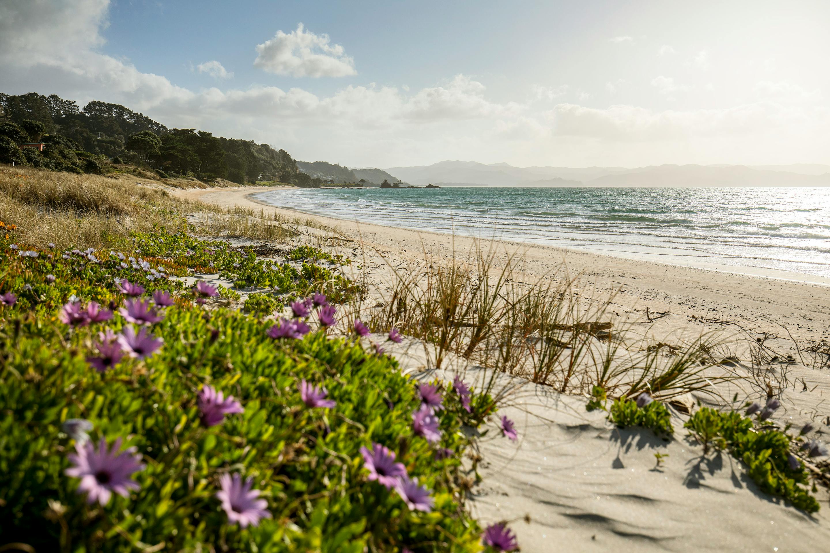 Purple wildflowers bloom beside sandy dunes above a sunlit beach, gentle waves rolling in under clear sky.