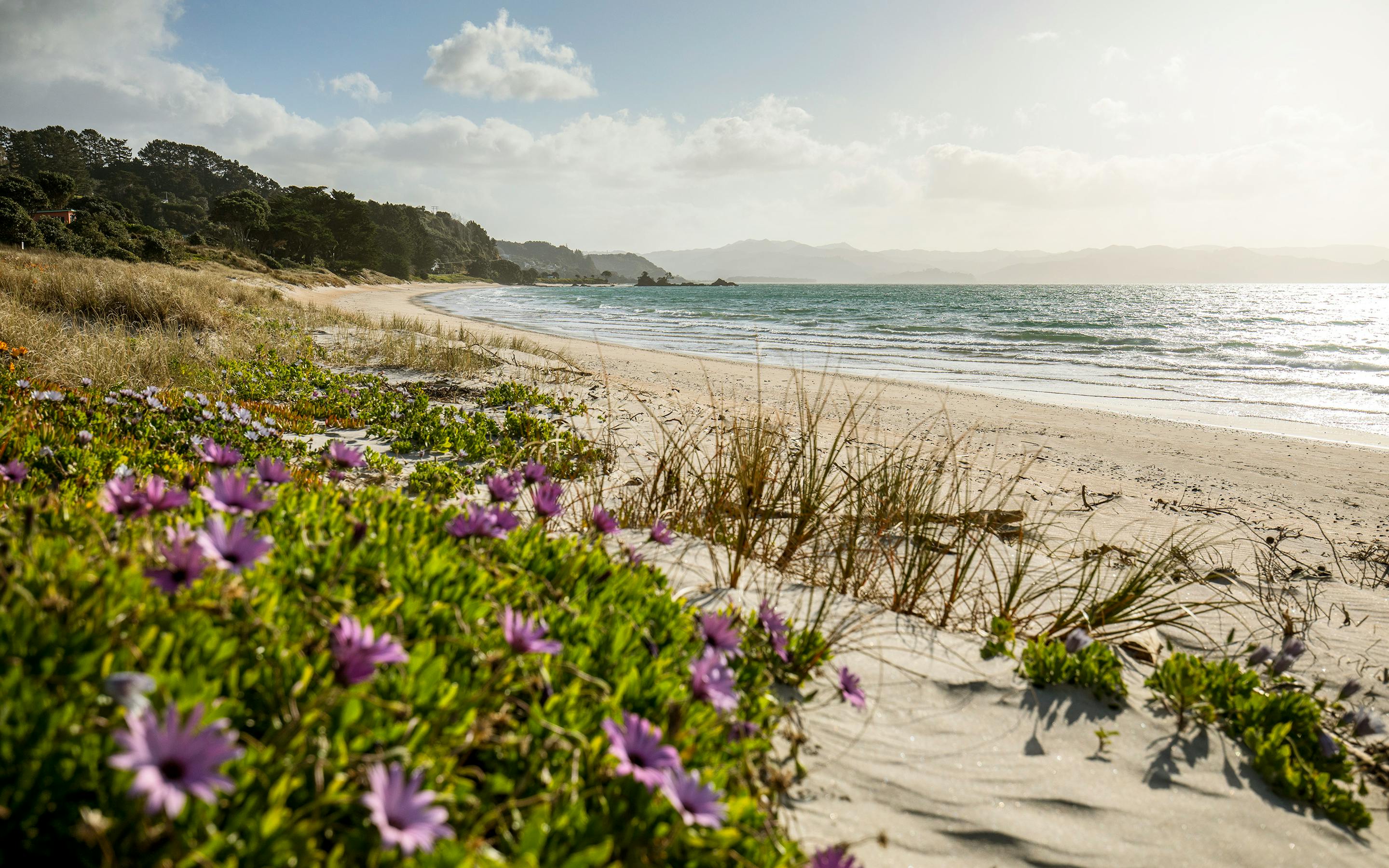 Purple wildflowers bloom beside sandy dunes above a sunlit beach, gentle waves rolling in under clear sky.