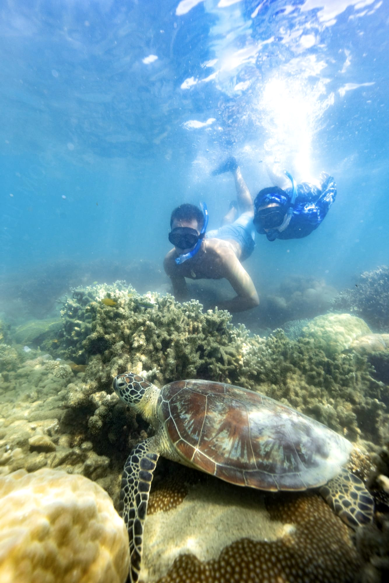Snorkelers swim above coral with a sea turtle below, sunbeams filtering through clear tropical water overhead.