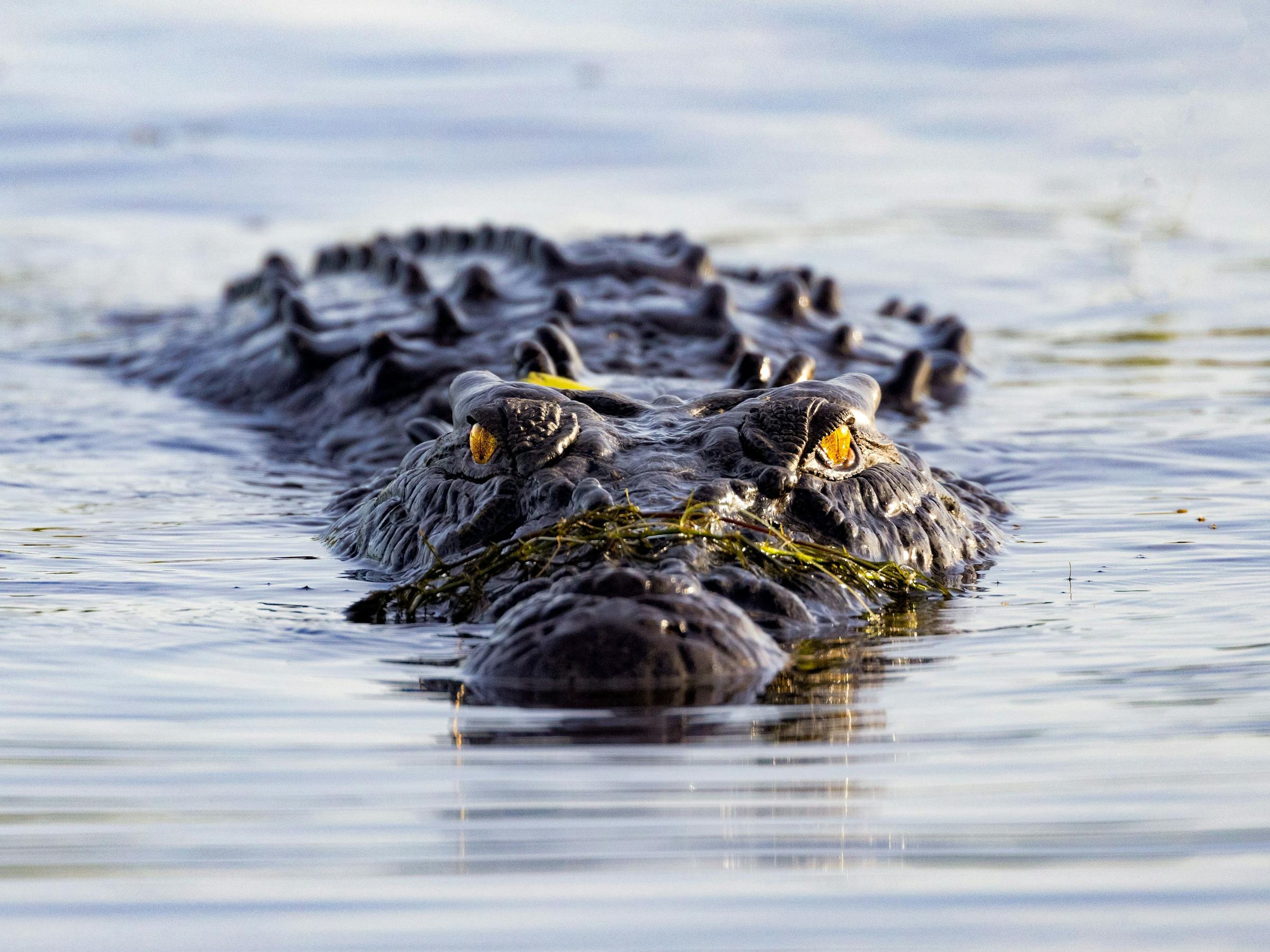 A crocodile glides just below the water surface, eyes and ridged back breaking the smooth reflections around it.