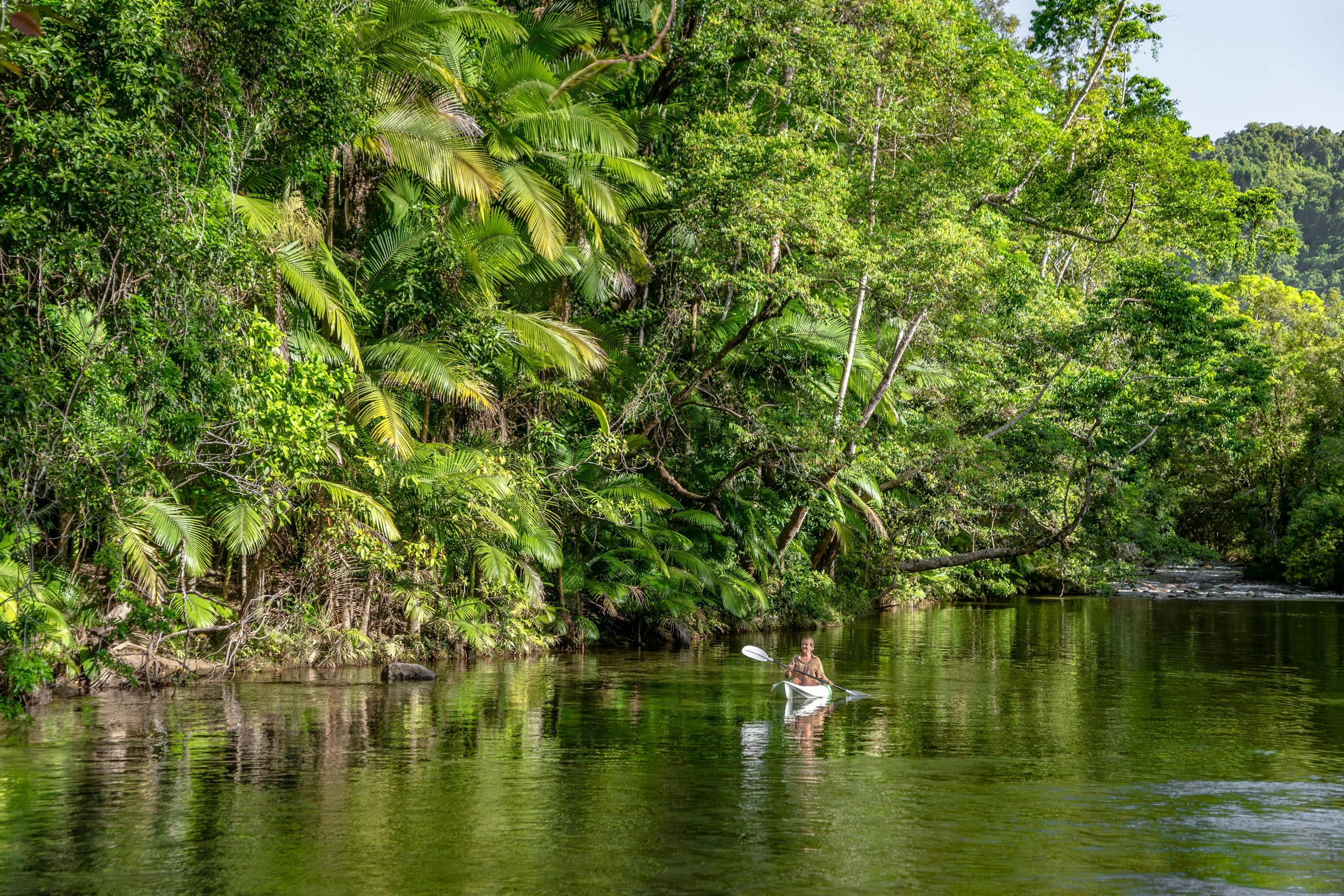 Lush rainforest trees crowd a quiet river bend, their reflections rippling across dark green water in soft light.