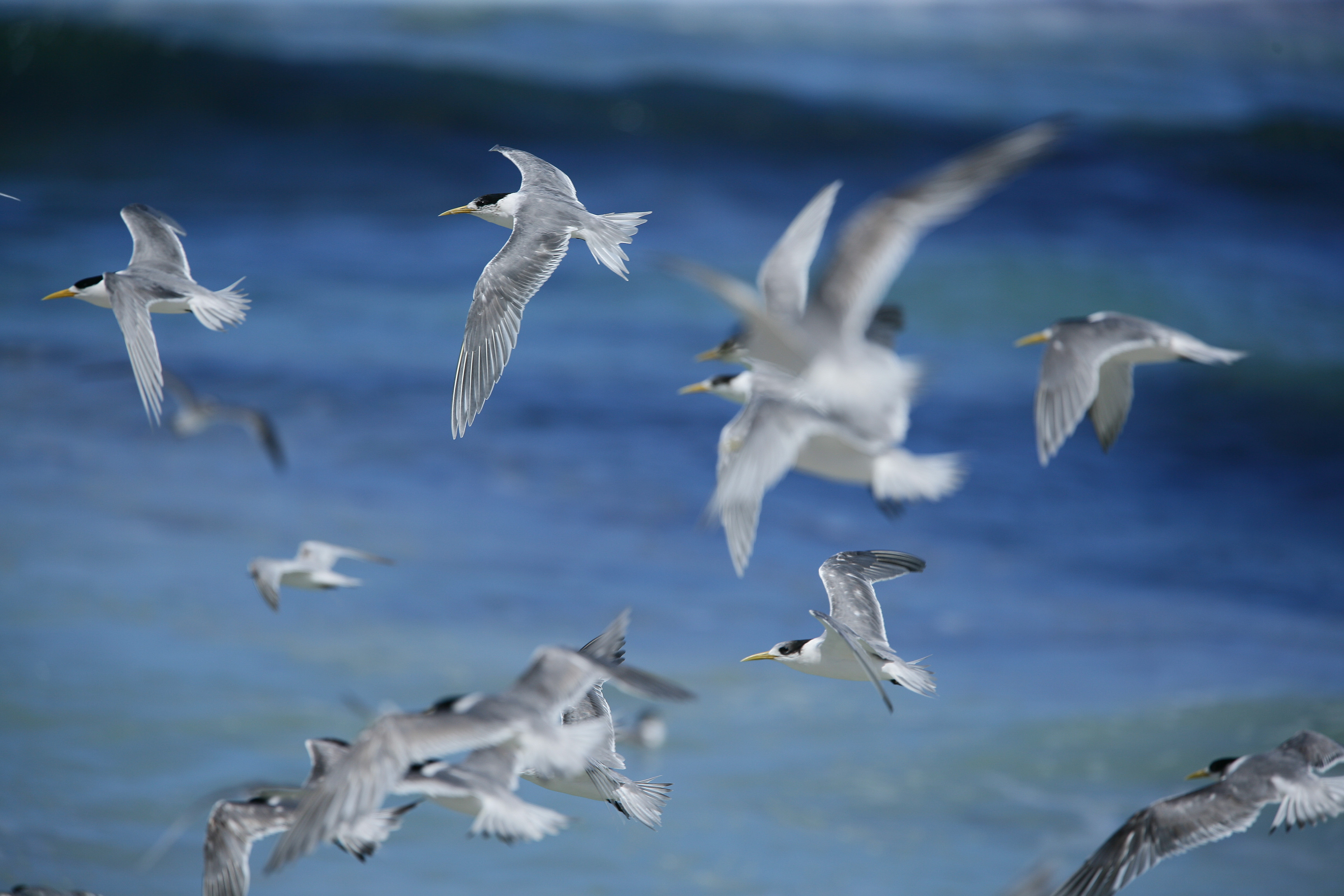 White seabirds wheel above blue surf, wings catching light as they skim over rolling waves near the shoreline.
