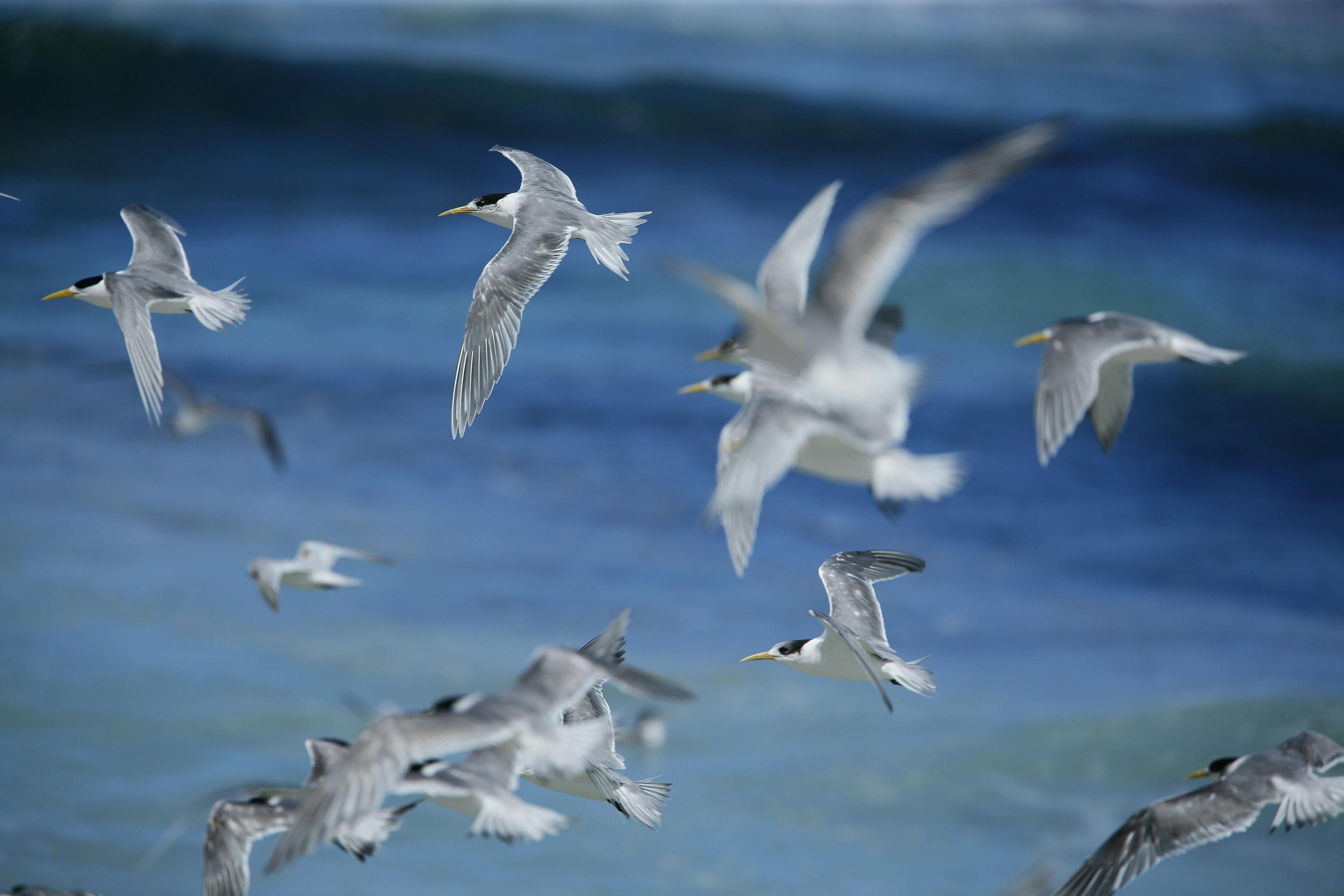 White seabirds wheel above blue surf, wings catching light as they skim over rolling waves near the shoreline.