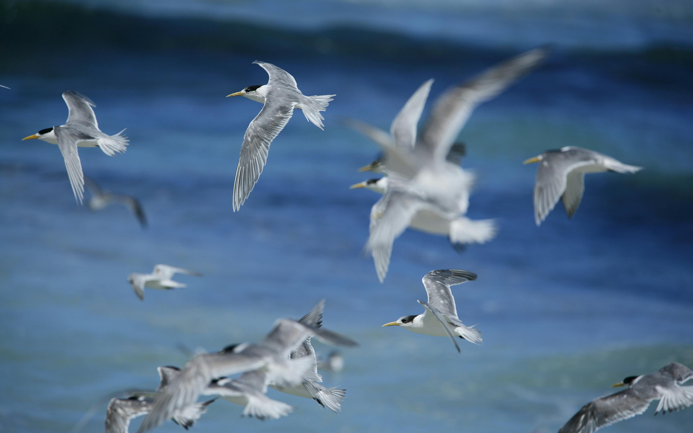 White seabirds wheel above blue surf, wings catching light as they skim over rolling waves near the shoreline.