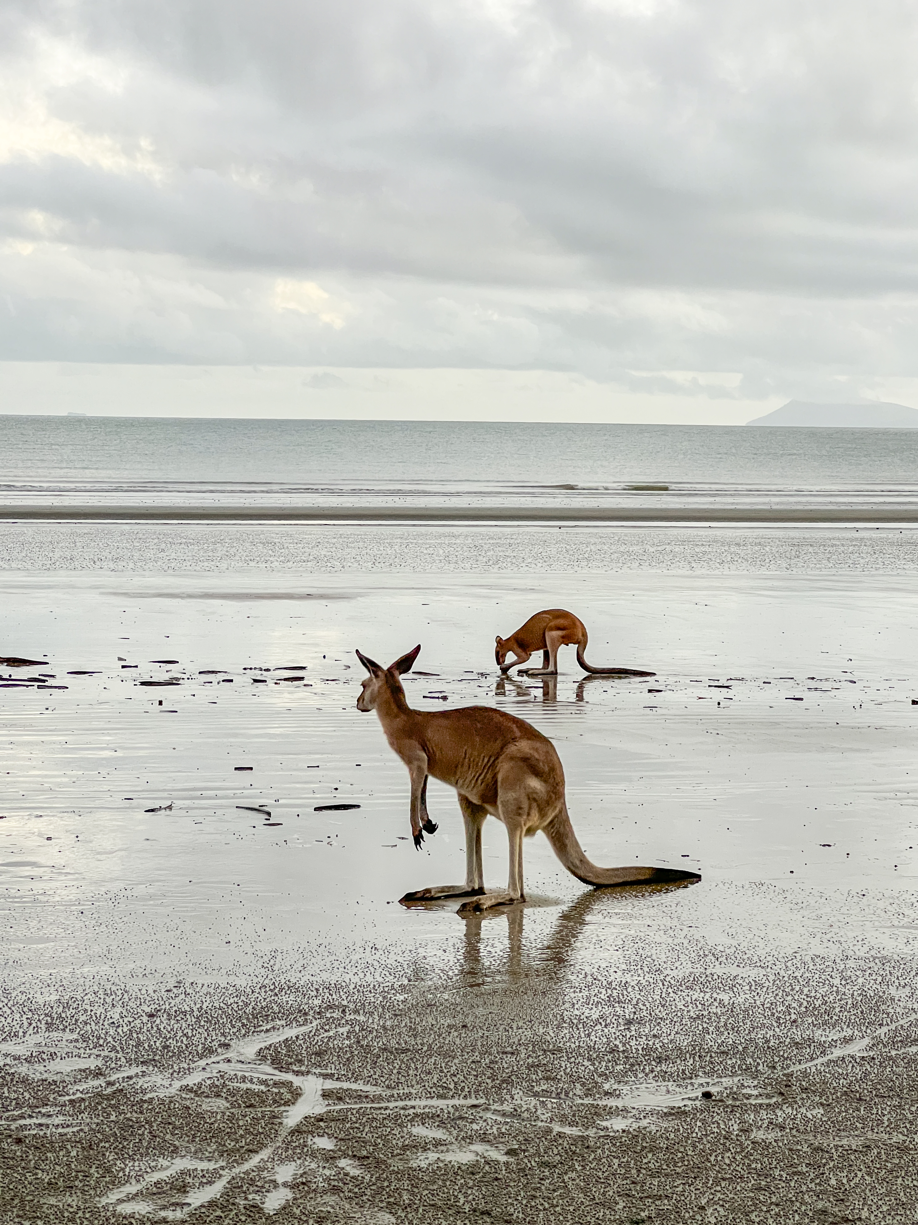 Two kangaroos wade through shallow tidal water on a cloudy beach, their reflections rippling across the wet sand.