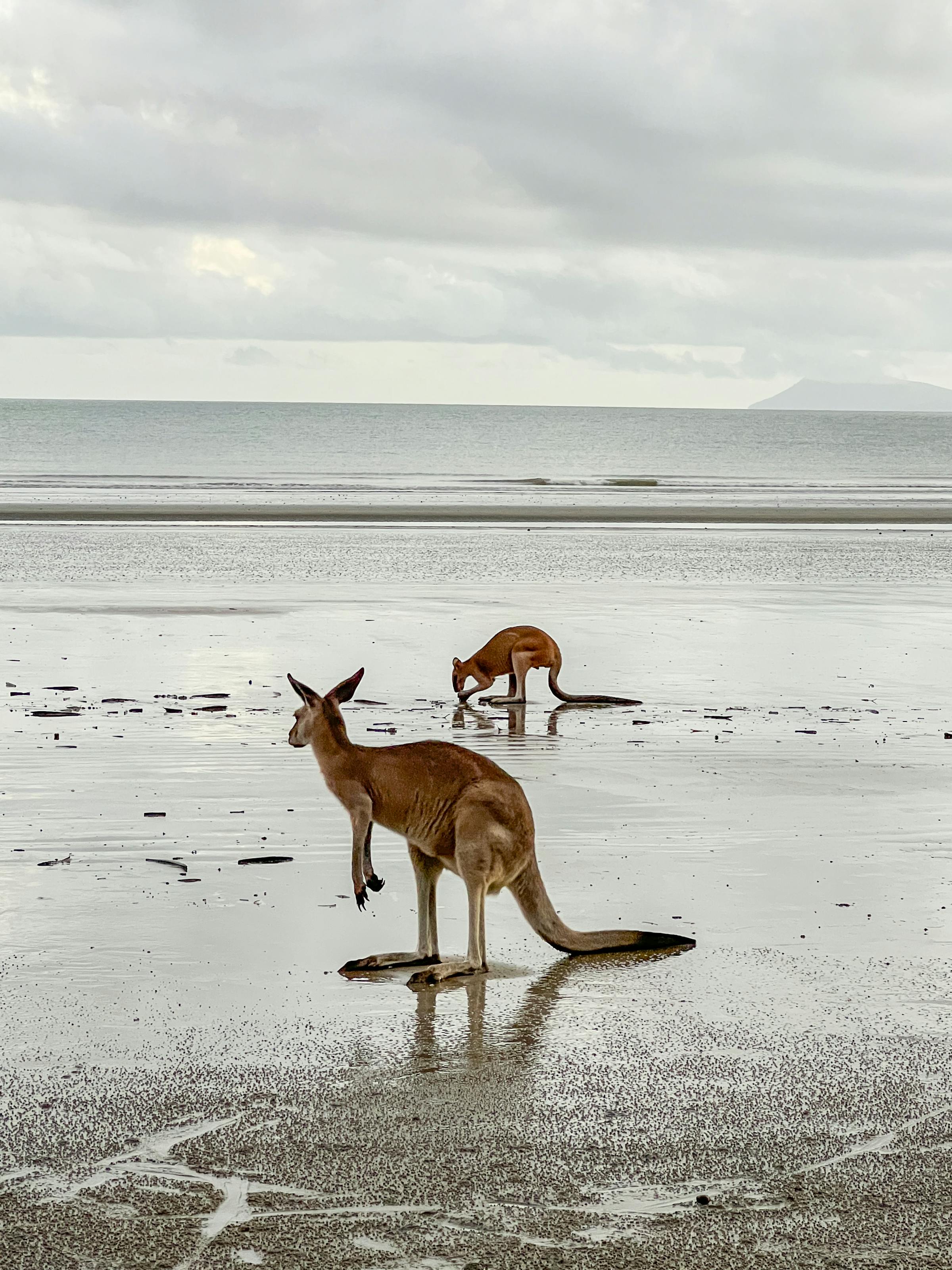 Two kangaroos wade through shallow tidal water on a cloudy beach, their reflections rippling across the wet sand.