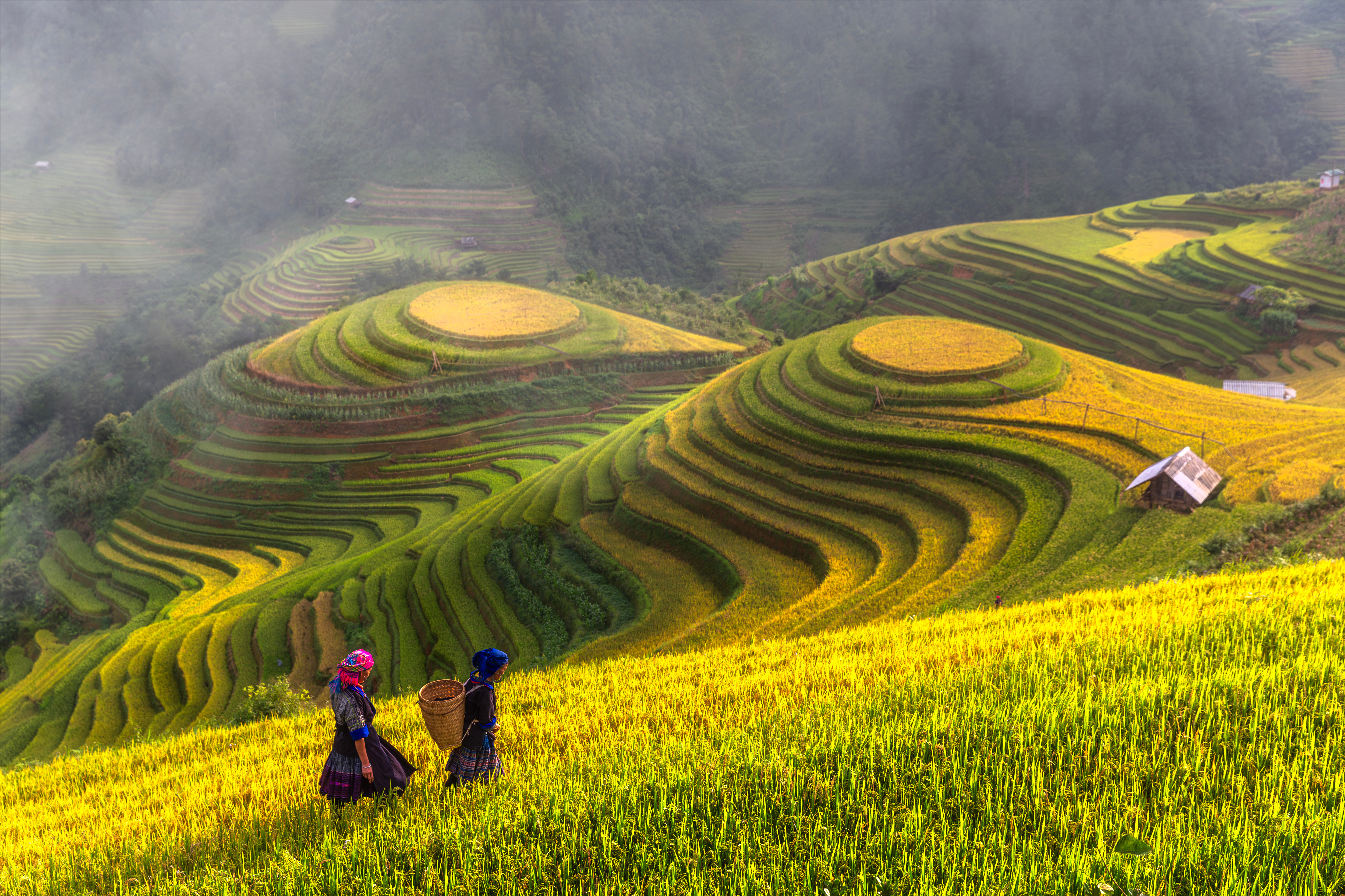 Two people stand by misty rice terraces at sunrise, holding woven baskets as layered fields curve behind.
