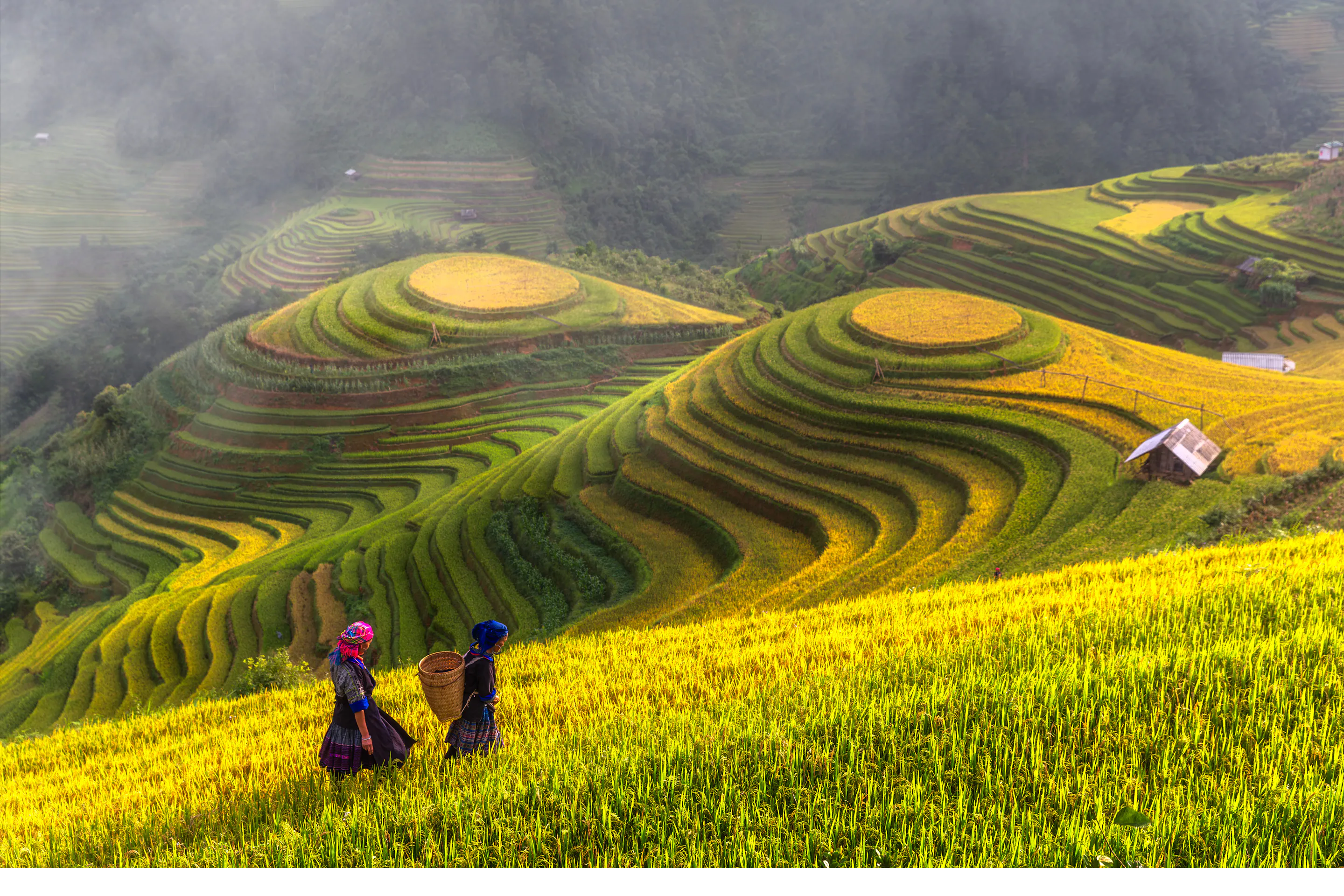 Two people stand by misty rice terraces at sunrise, holding woven baskets as layered fields curve behind.