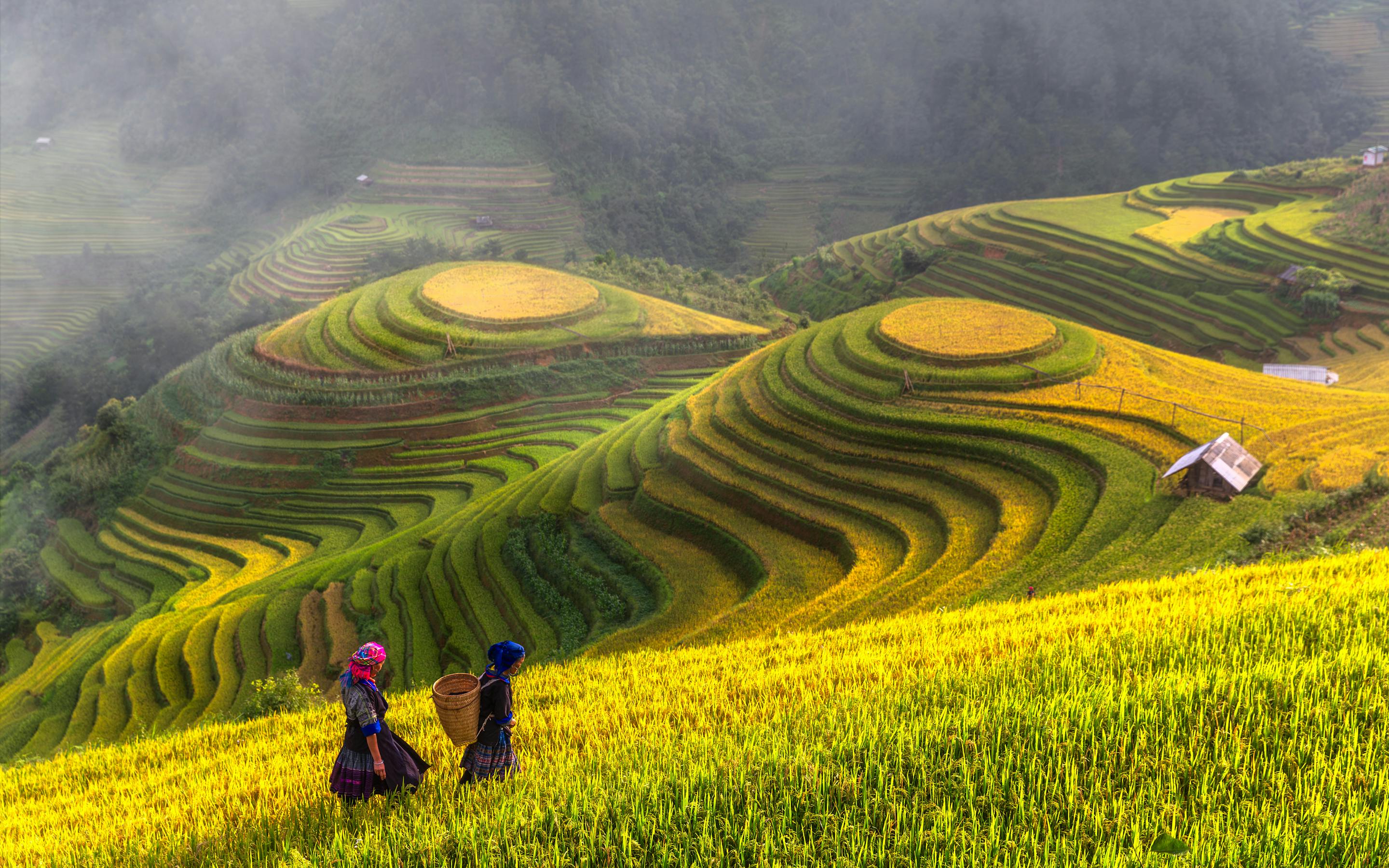 Two people stand by misty rice terraces at sunrise, holding woven baskets as layered fields curve behind.