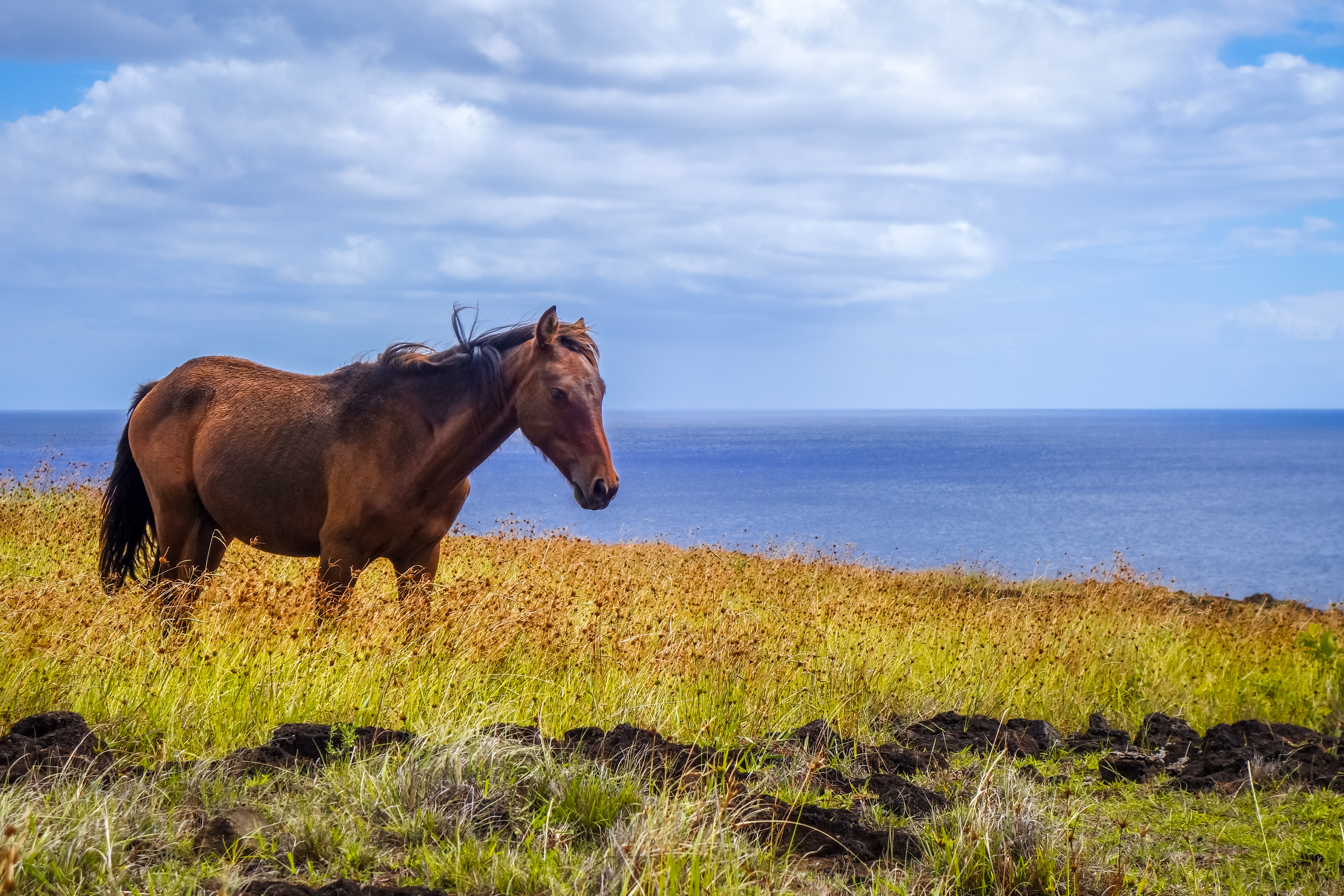 A brown horse grazes in coastal grass on Easter Island, with the calm Pacific Ocean stretching to the horizon.