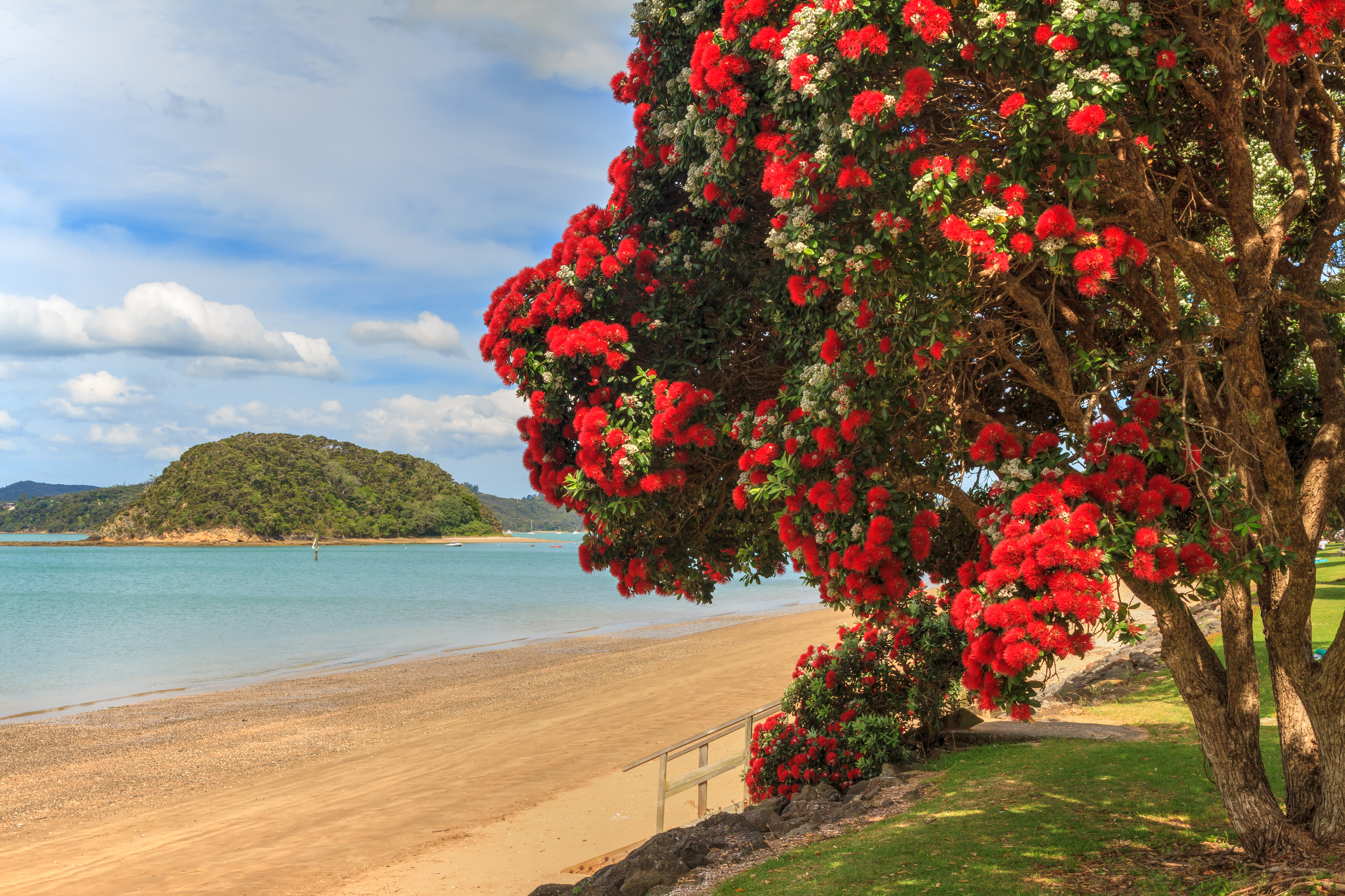 A pohutukawa tree in red bloom frames a sandy beach and calm water, with a small green island offshore nearby.