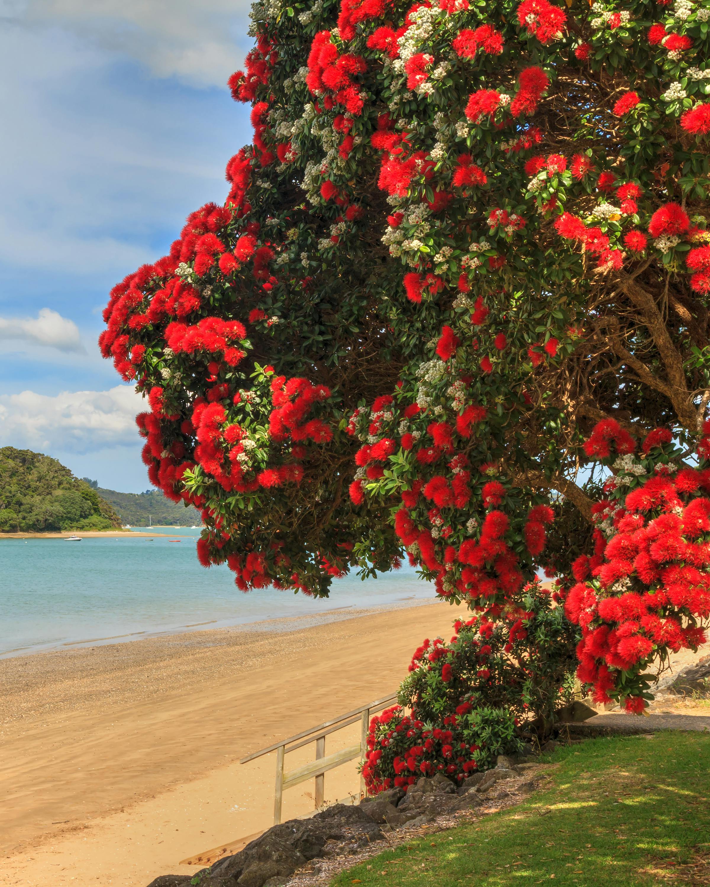 A pohutukawa tree in red bloom frames a sandy beach and calm water, with a small green island offshore nearby.