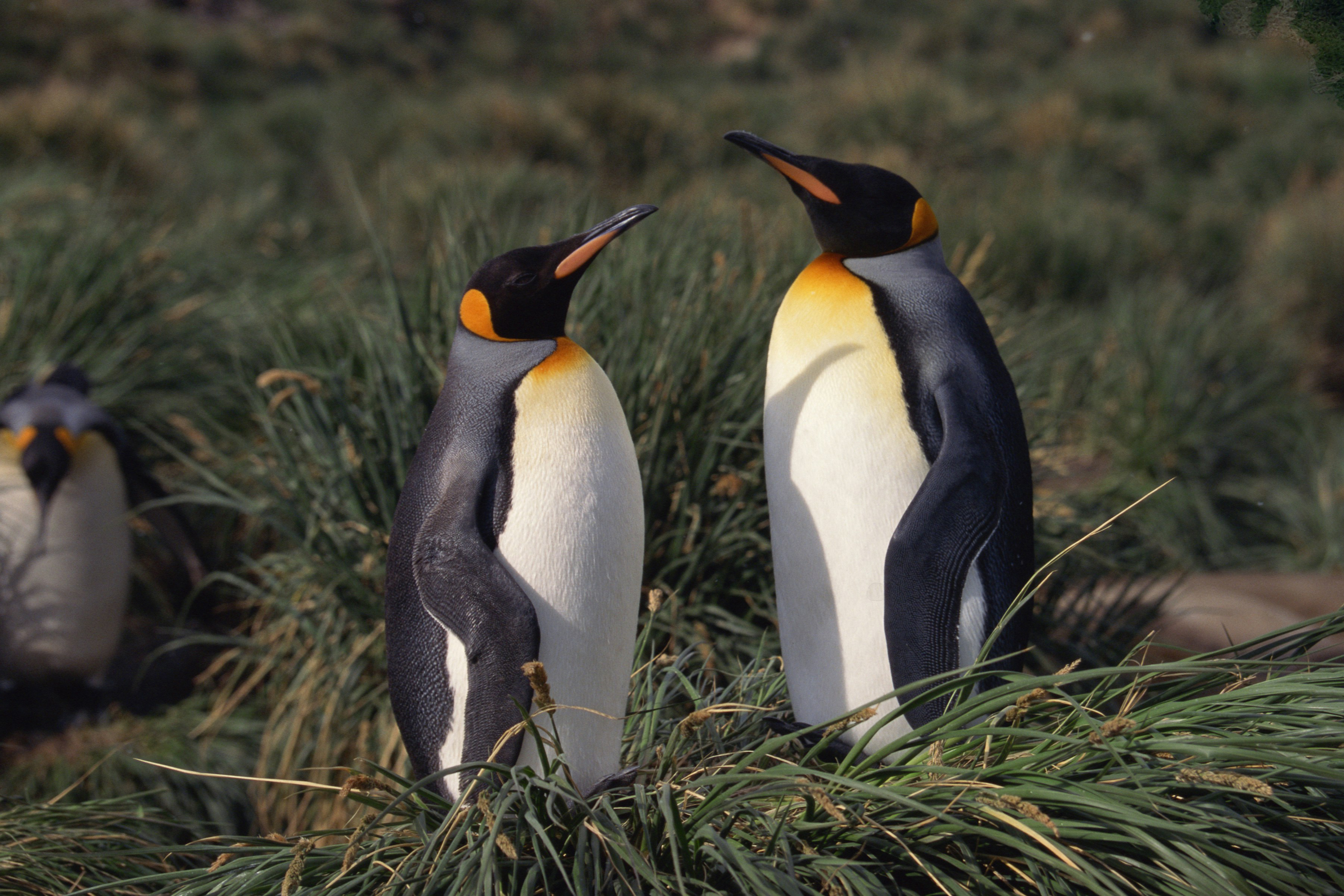 Two king penguins stand amid tall grass, their orange neck patches bright against soft green vegetation nearby.