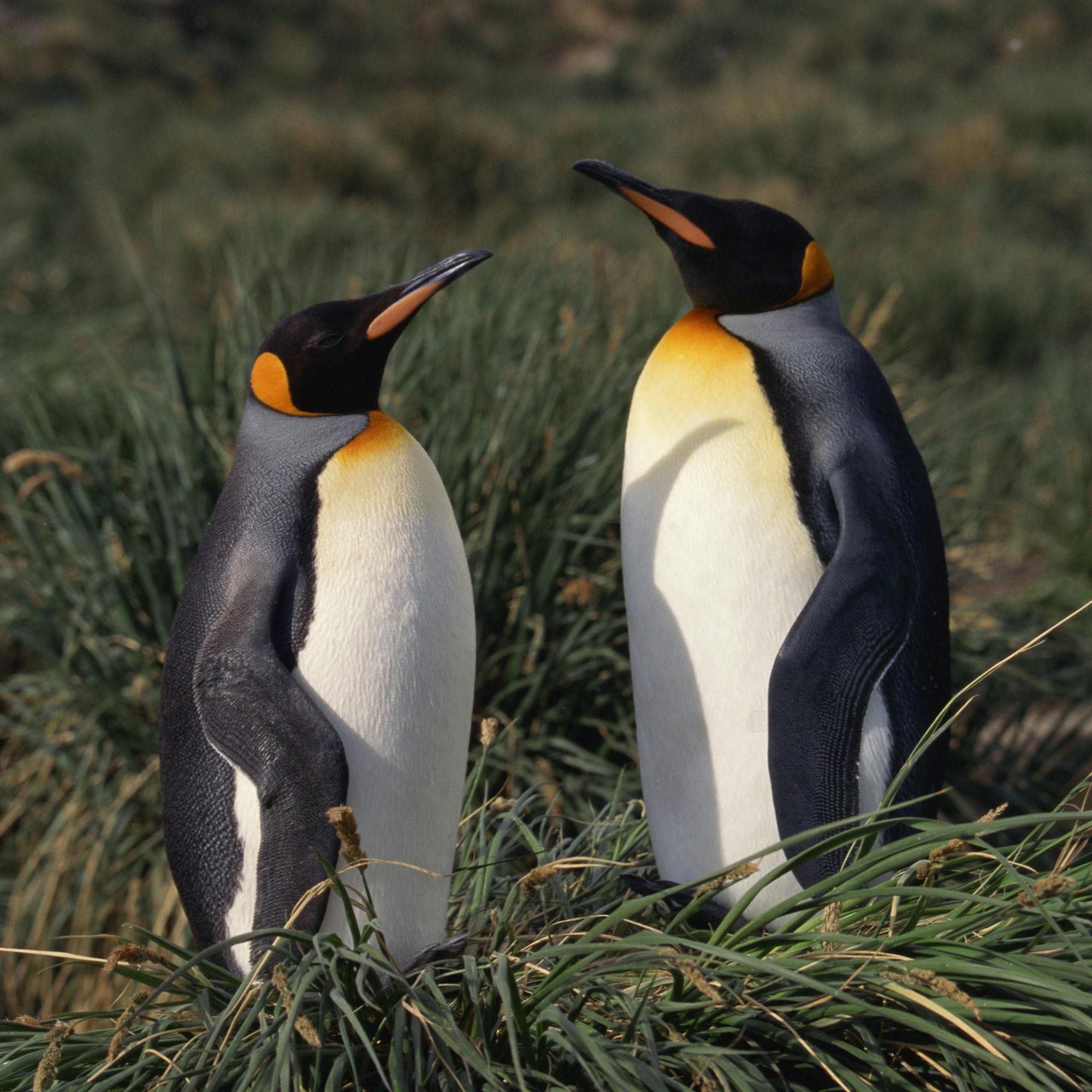 Two king penguins stand amid tall grass, their orange neck patches bright against soft green vegetation nearby.