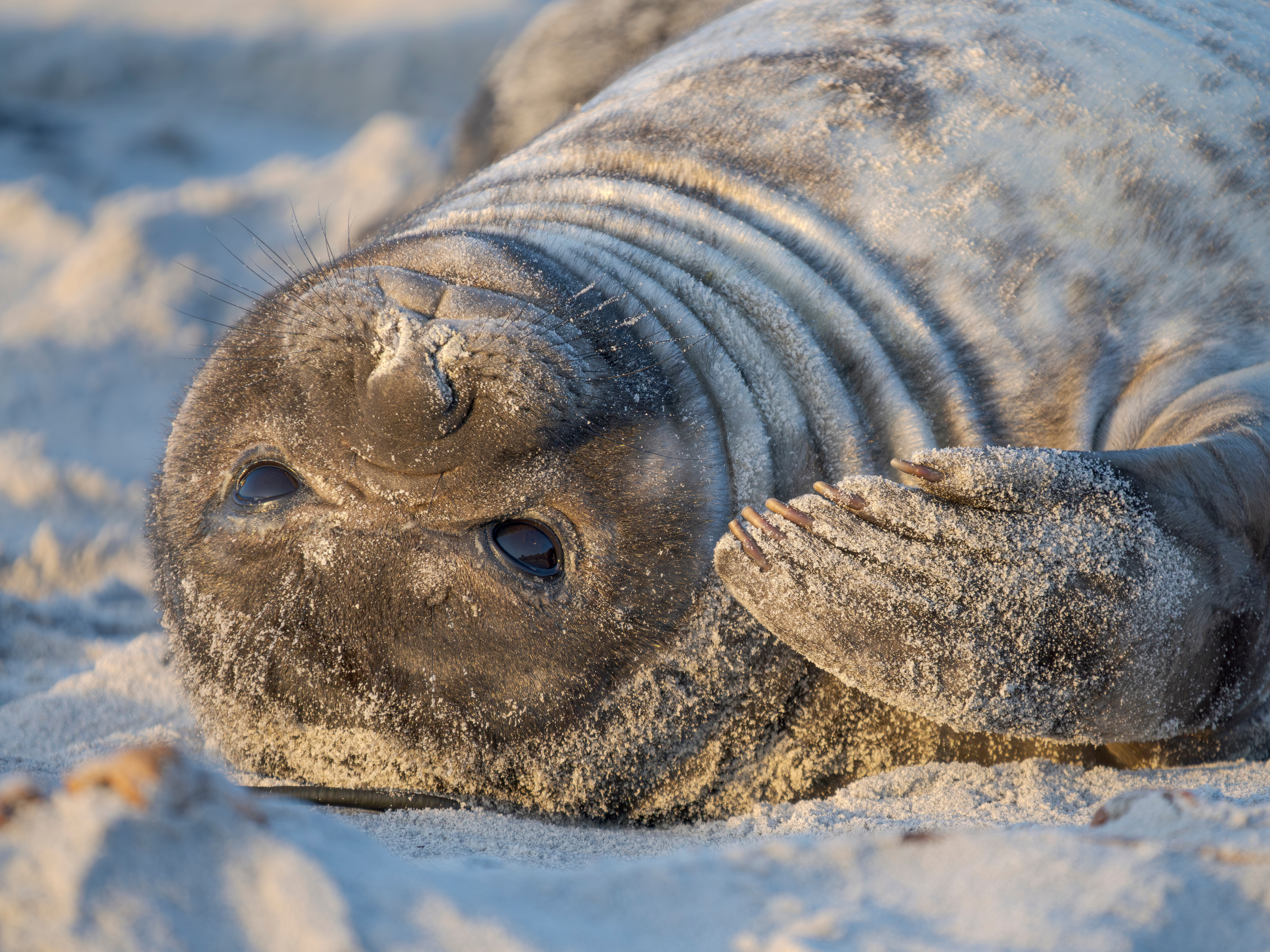 A close-up of a seal as it rests on sandy ground , its whiskered face and flipper in view.