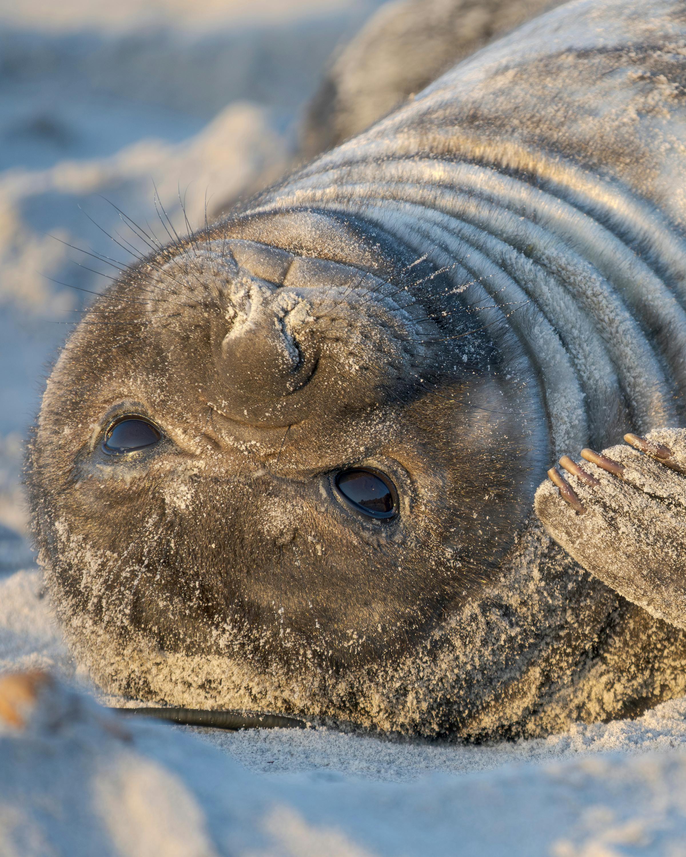 A close-up of a seal as it rests on sandy ground , its whiskered face and flipper in view.