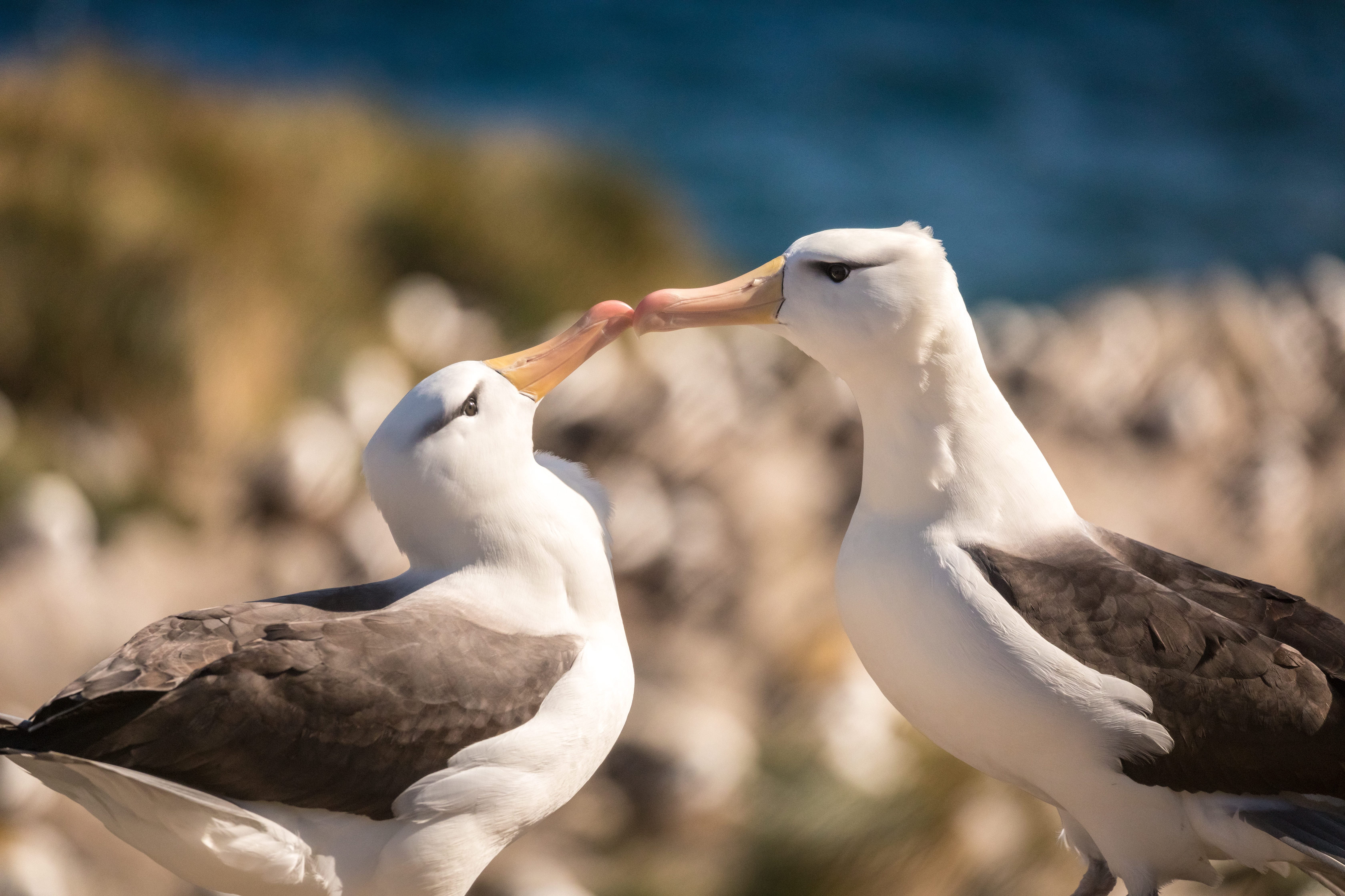 A pair of black-browed albatross touch bills at a rocky nest site, with the blue ocean softly blurred behind them.