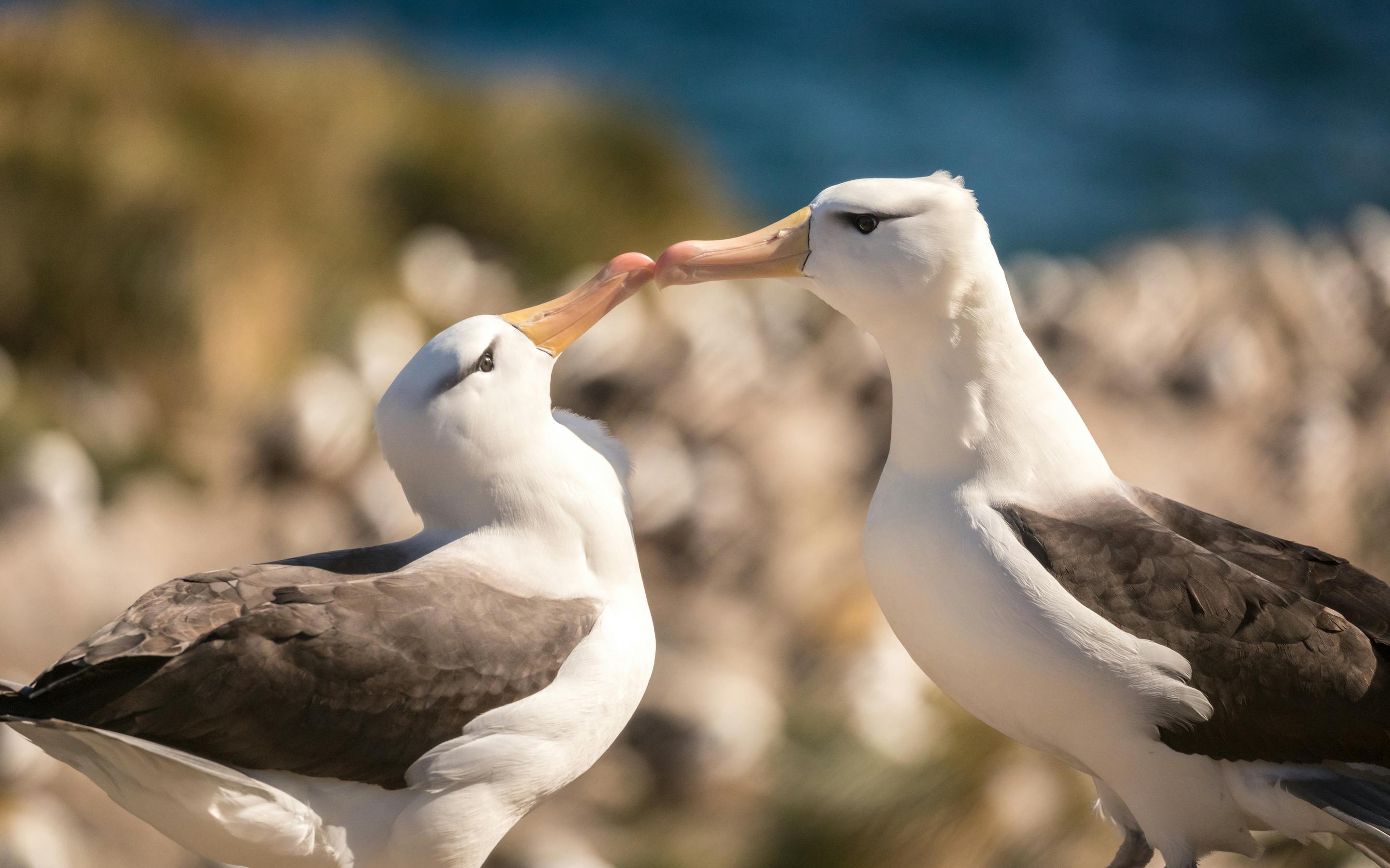 A pair of black-browed albatross touch bills at a rocky nest site, with the blue ocean softly blurred behind them.