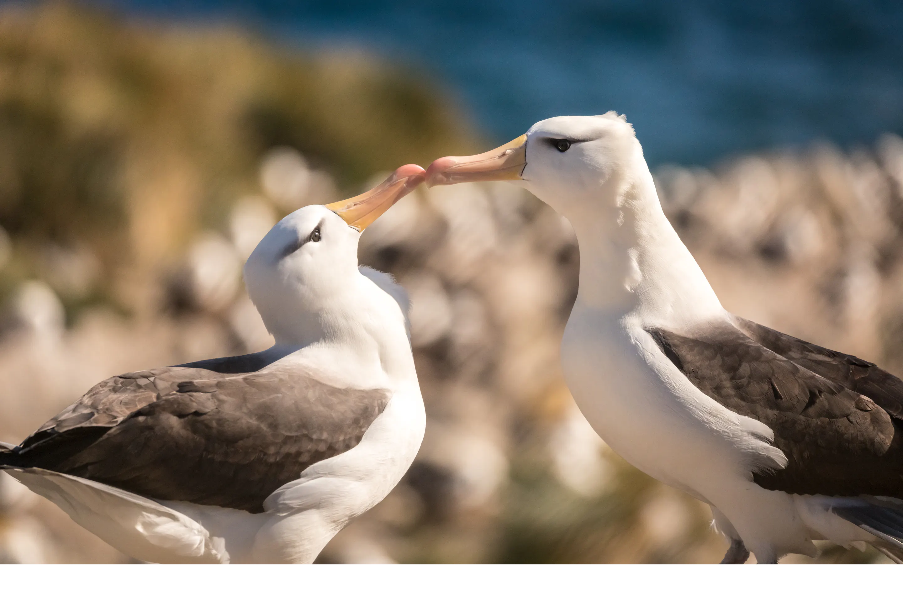 A pair of black-browed albatross touch bills at a rocky nest site, with the blue ocean softly blurred behind them.