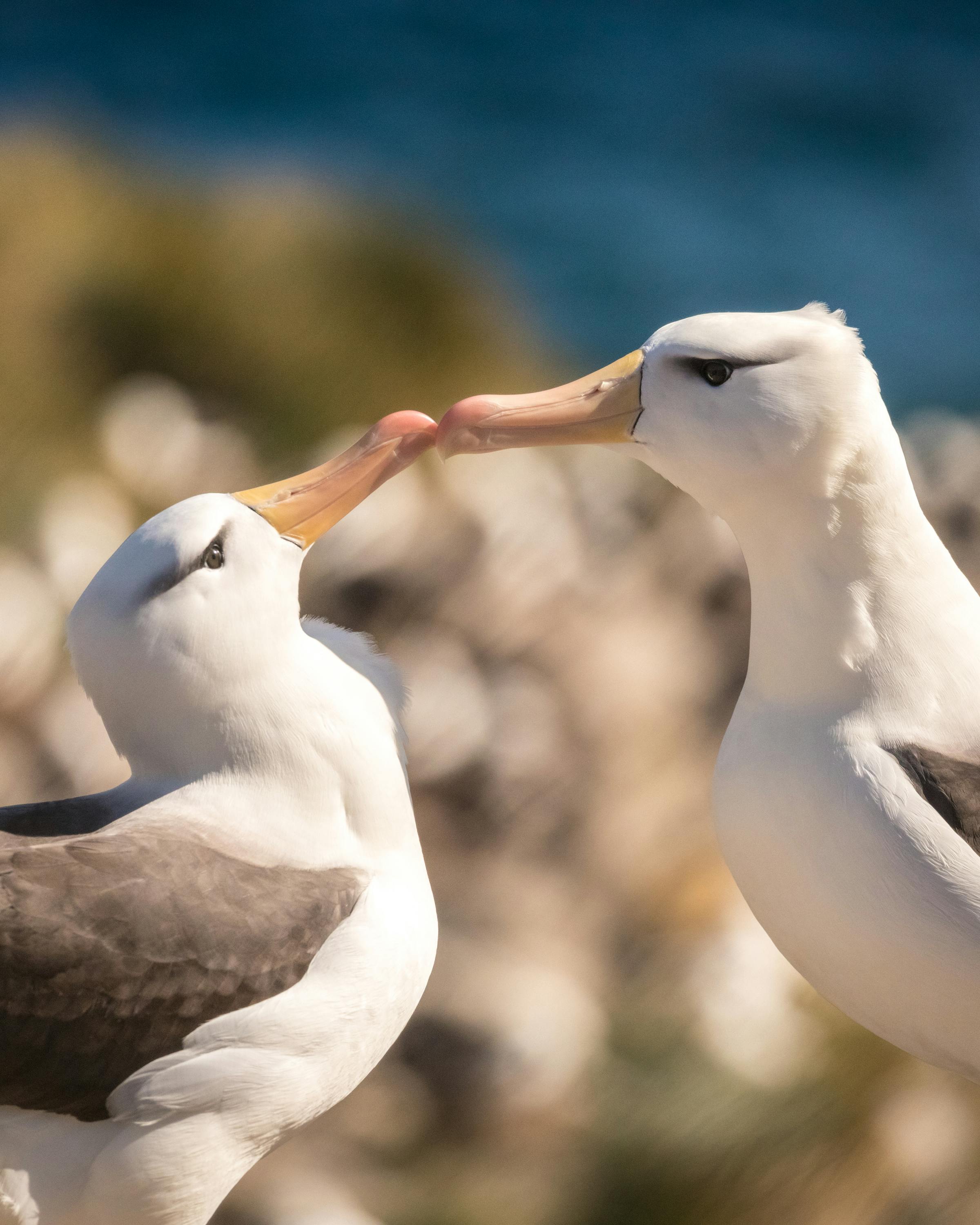 A pair of black-browed albatross touch bills at a rocky nest site, with the blue ocean softly blurred behind them.