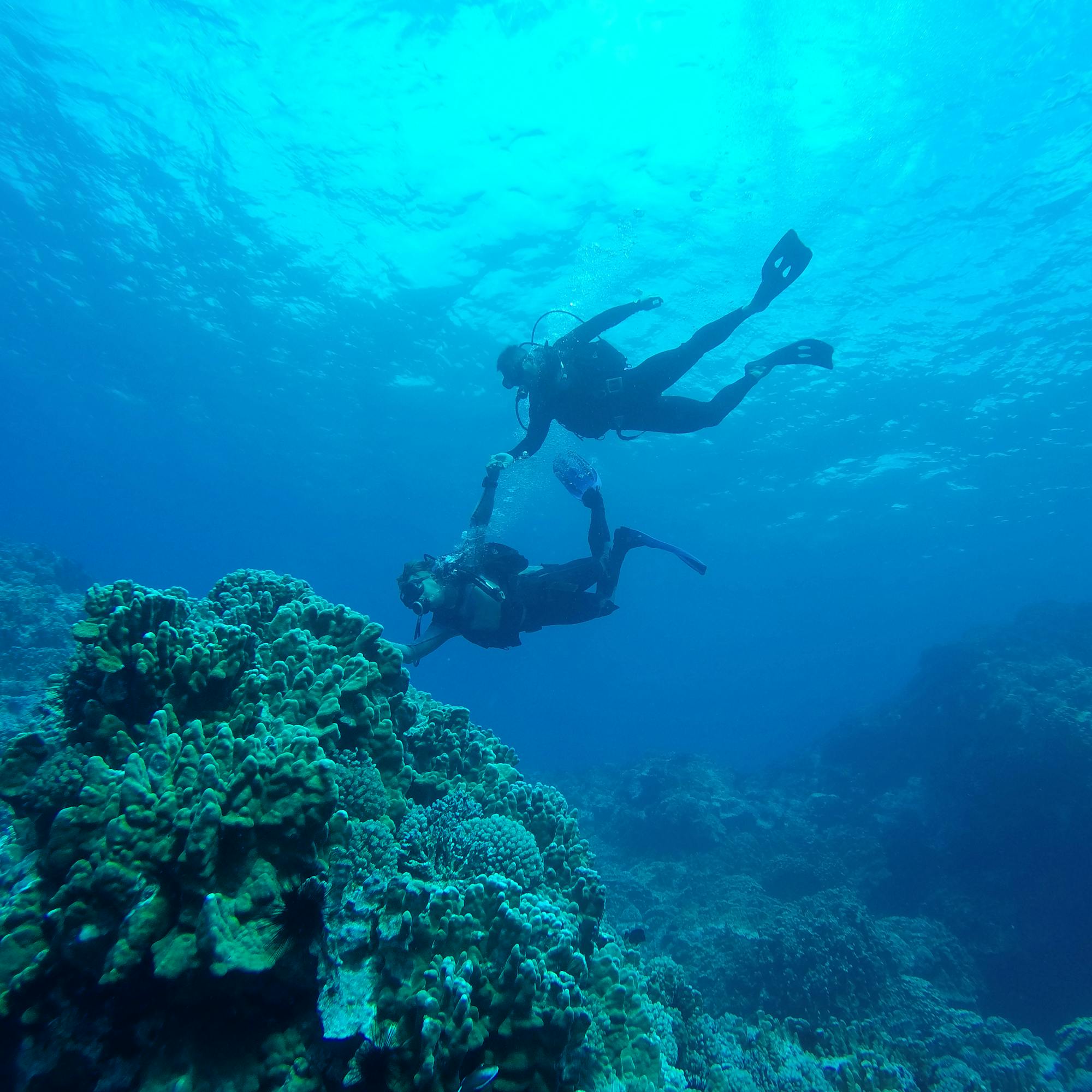 Two scuba divers swim above a coral-covered reef in clear blue water, with sunlight filtering down from the surface.