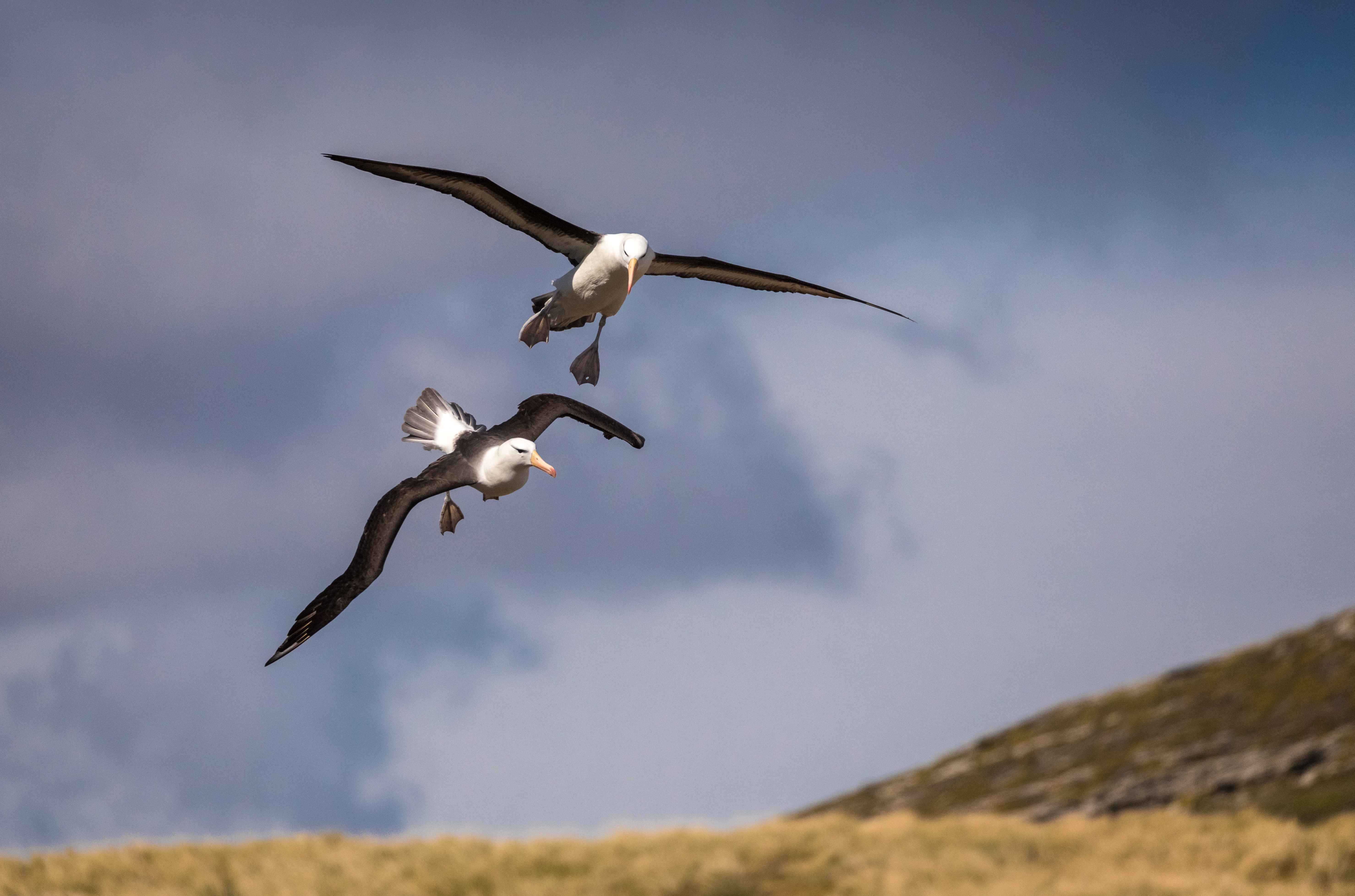 Two black-browed albatross glide low over grassy slopes, wings spread wide as gray clouds hang overhead nearby.