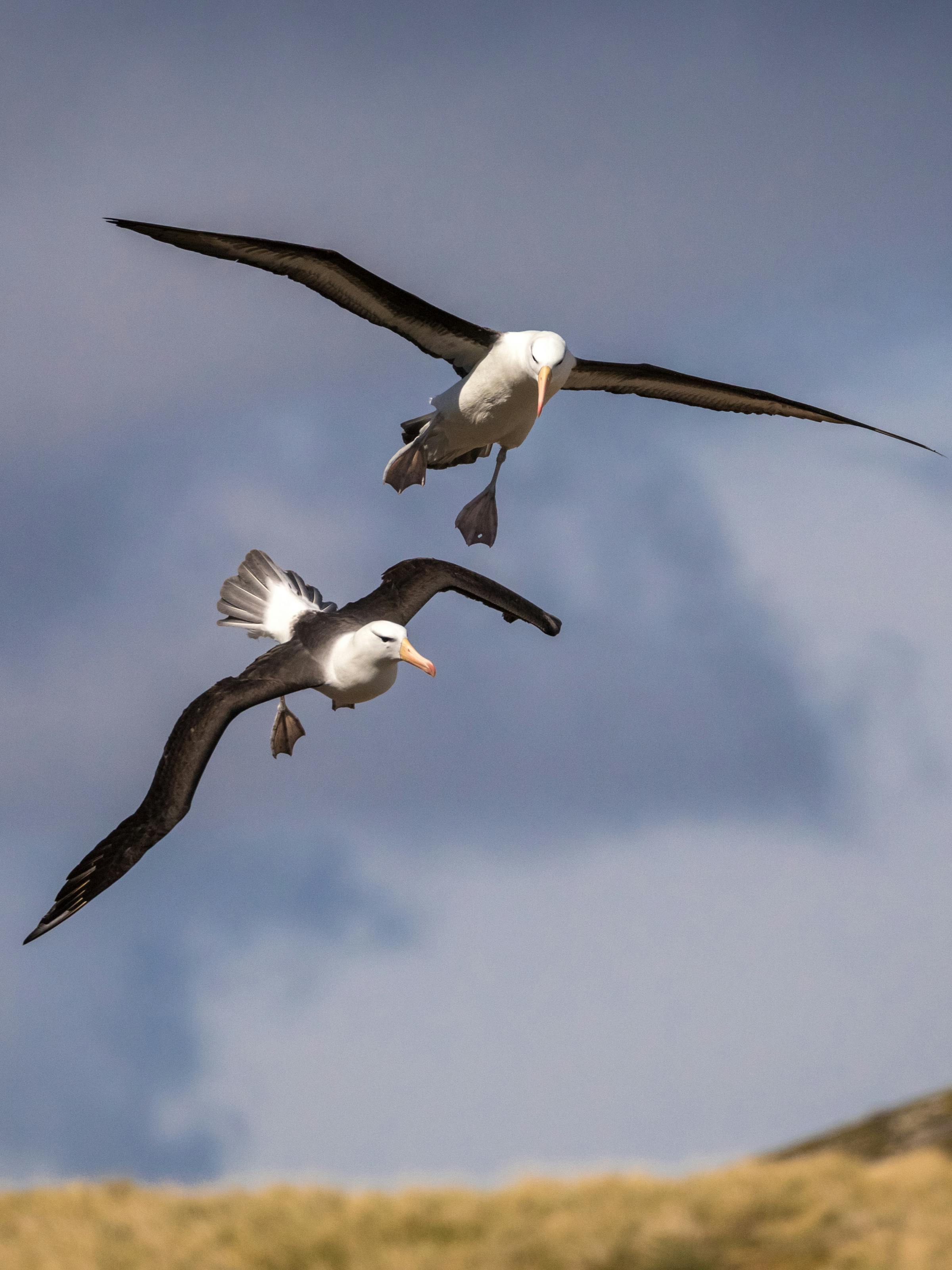 Two black-browed albatross glide low over grassy slopes, wings spread wide as gray clouds hang overhead nearby.