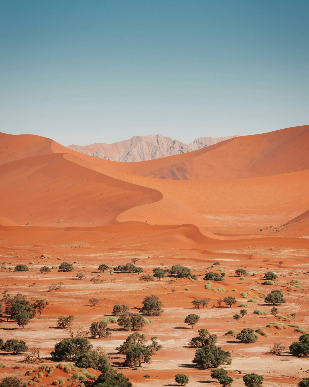 Expansive red sand dunes stretching across a desert landscape, with scattered shrubs and distant mountains under a clear blue sky.