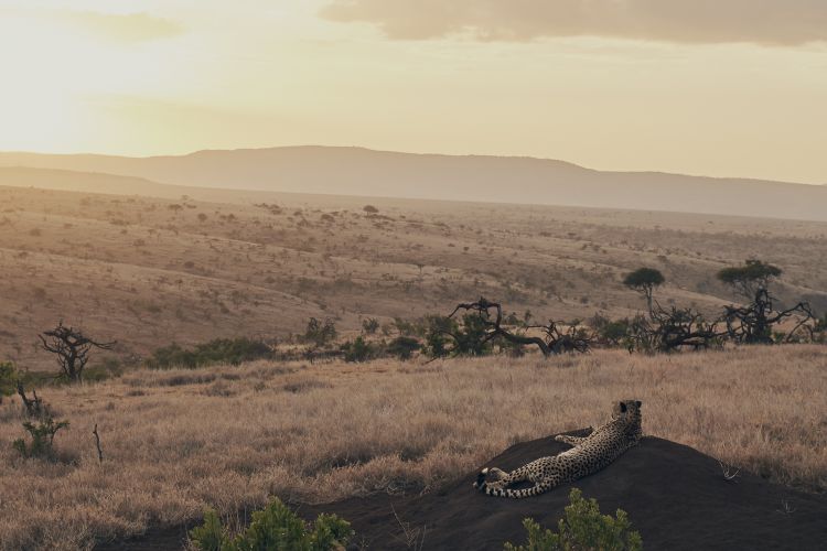 Cheetah laying on a rock and looking out over the plains.