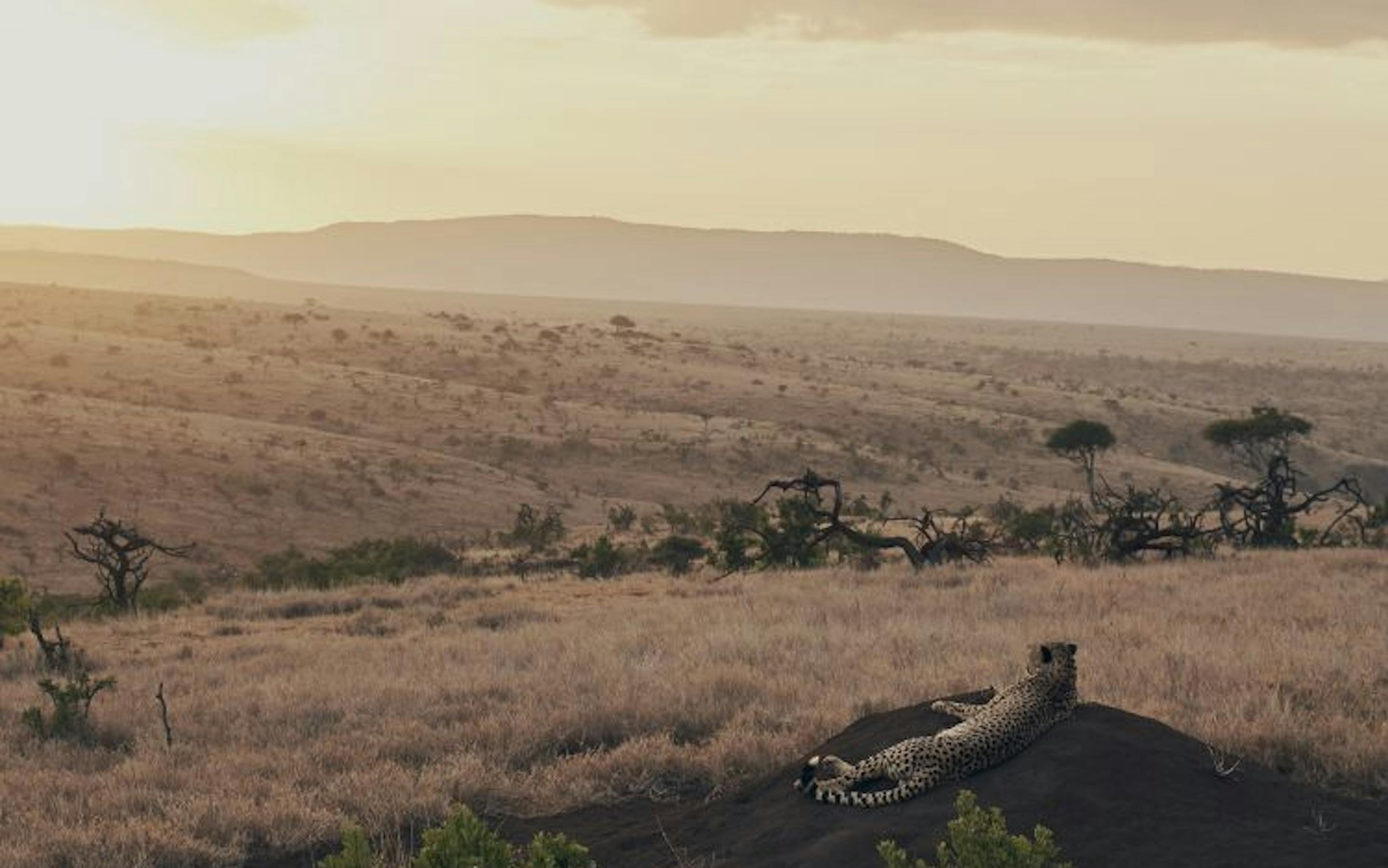 Cheetah laying on a rock and looking out over the plains.