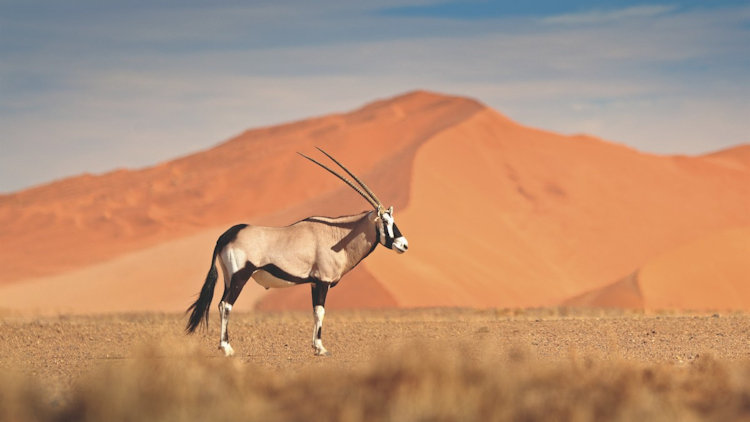 An oryx with long, straight horns stands on a sandy plain, with towering red desert dunes rising in the background under a clear sky.