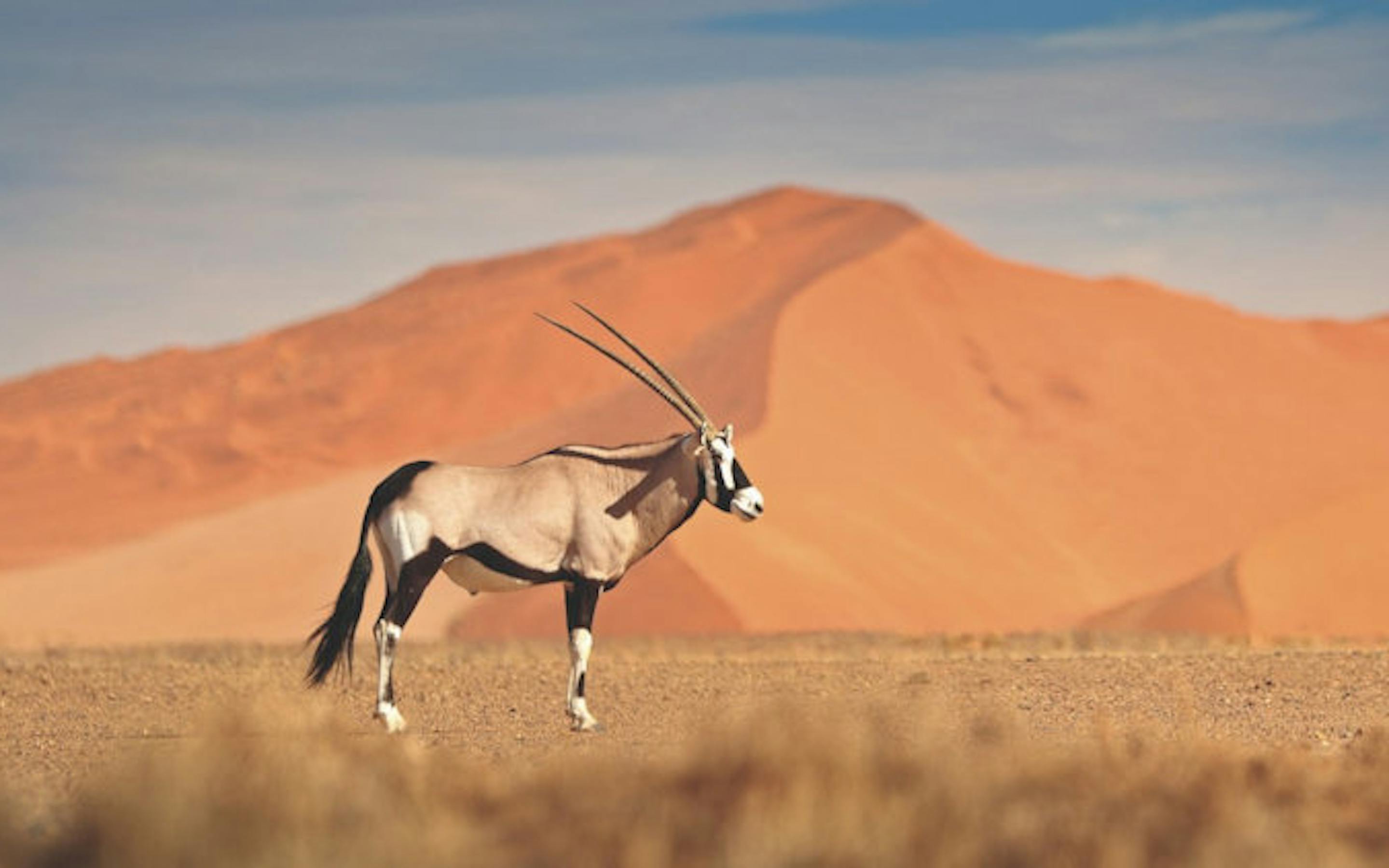 An oryx with long, straight horns stands on a sandy plain, with towering red desert dunes rising in the background under a clear sky.