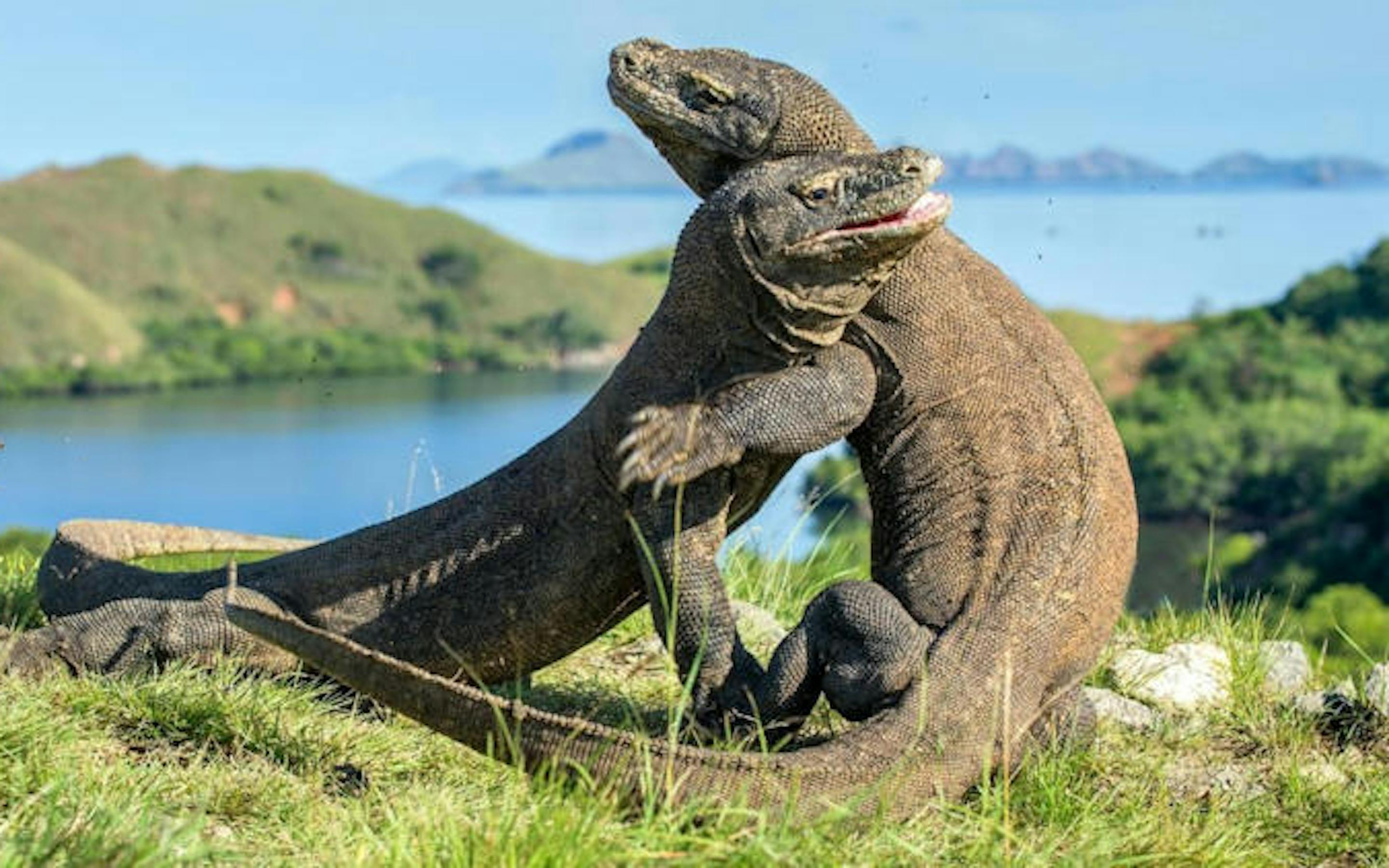 Two Komodo dragons grapple on a grassy hillside, their bodies intertwined as they rear up against each other, with blue water and green islands visible in the background.