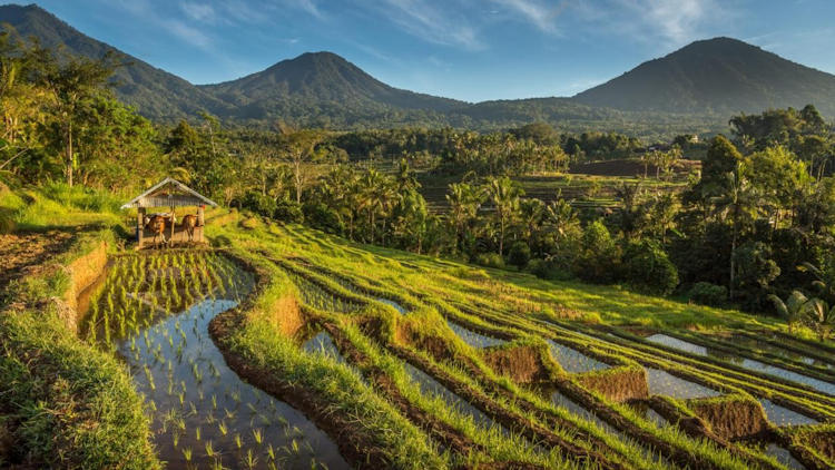 Lush green rice terraces step down a hillside toward a small wooden hut, with palm trees and forested mountains rising in the background under a clear blue sky.