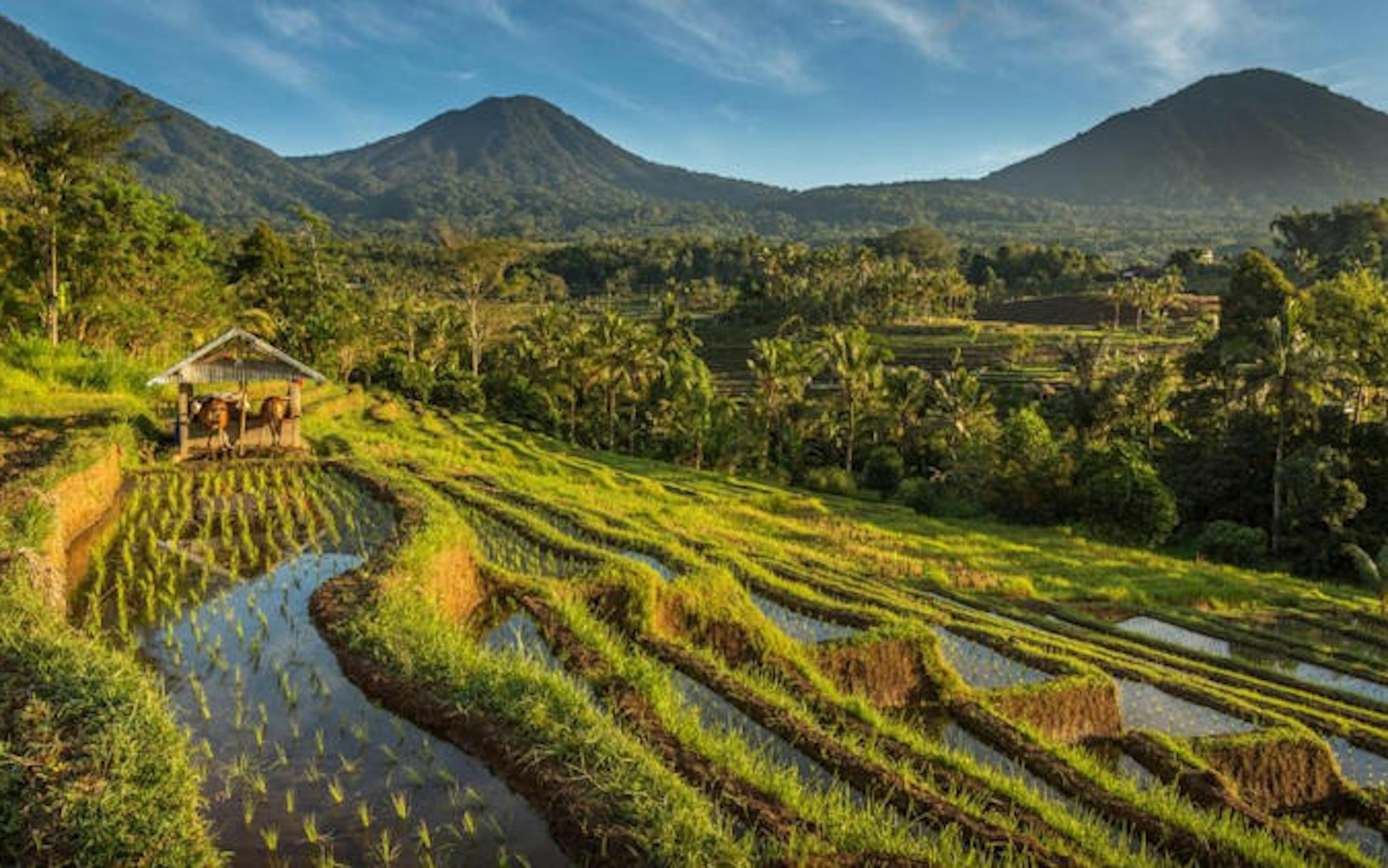 Lush green rice terraces step down a hillside toward a small wooden hut, with palm trees and forested mountains rising in the background under a clear blue sky.