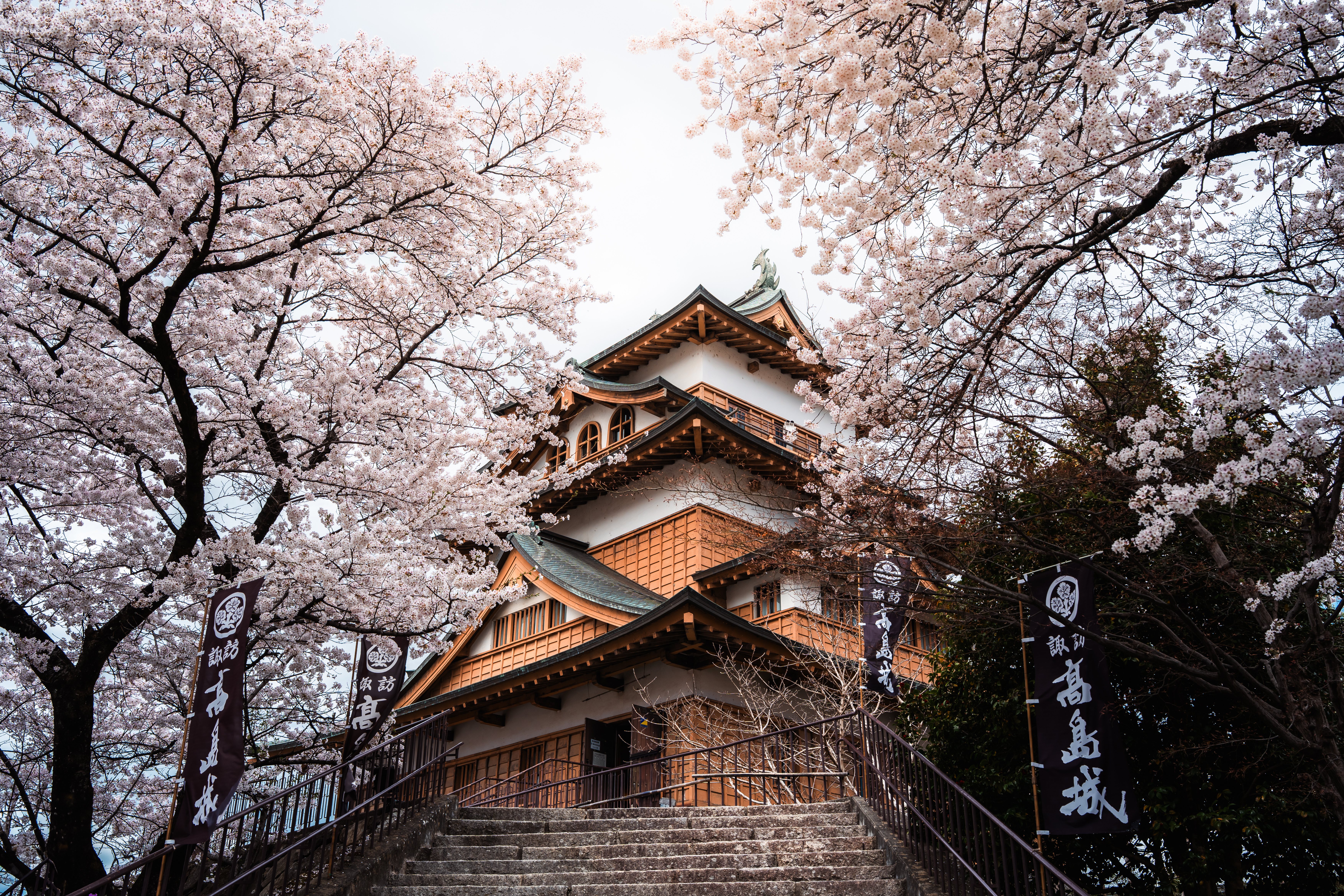 Takashima Castle rises among cherry blossoms in spring, its layered roofs framed by pale pink branches in soft light.