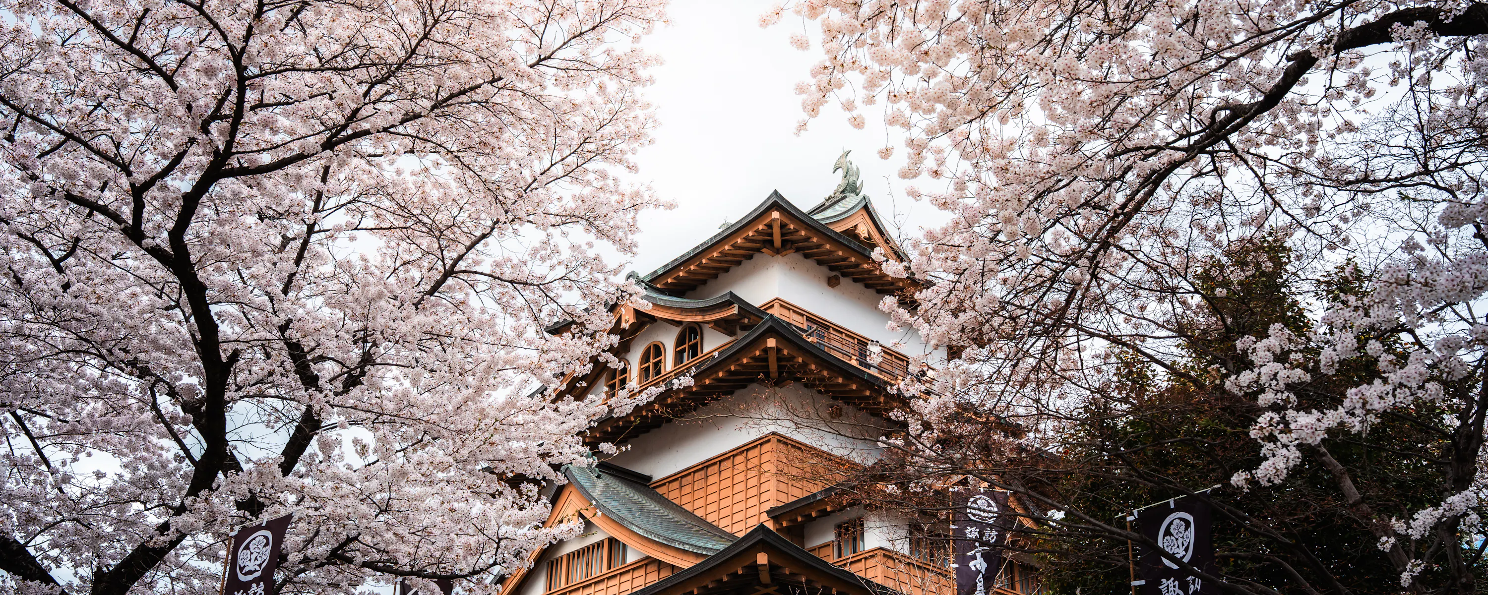 Takashima Castle rises among cherry blossoms in spring, its layered roofs framed by pale pink branches in soft light.