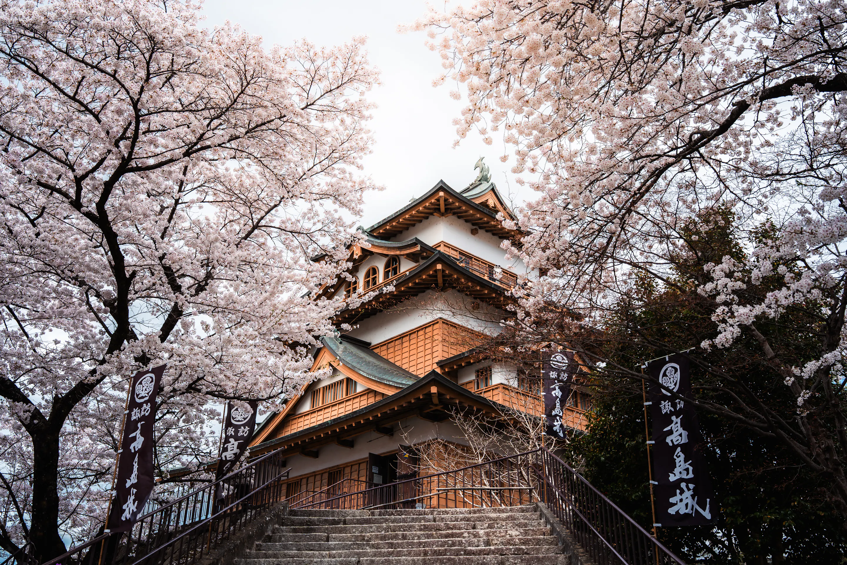 Takashima Castle rises among cherry blossoms in spring, its layered roofs framed by pale pink branches in soft light.