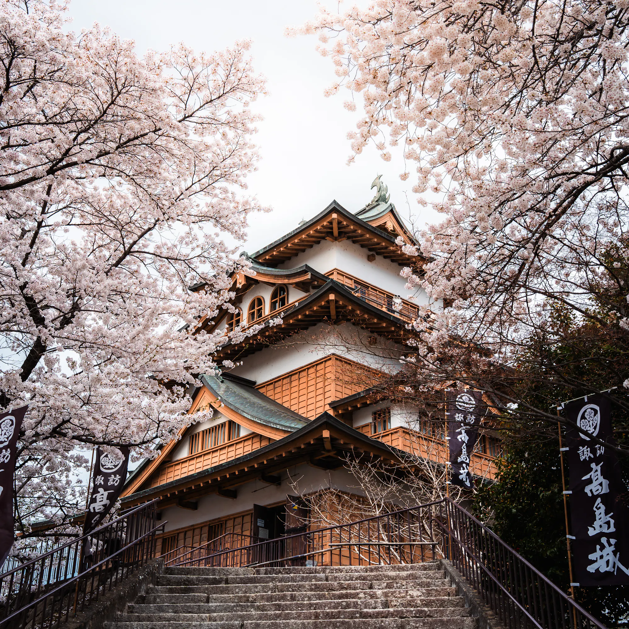 Takashima Castle rises among cherry blossoms in spring, its layered roofs framed by pale pink branches in soft light.