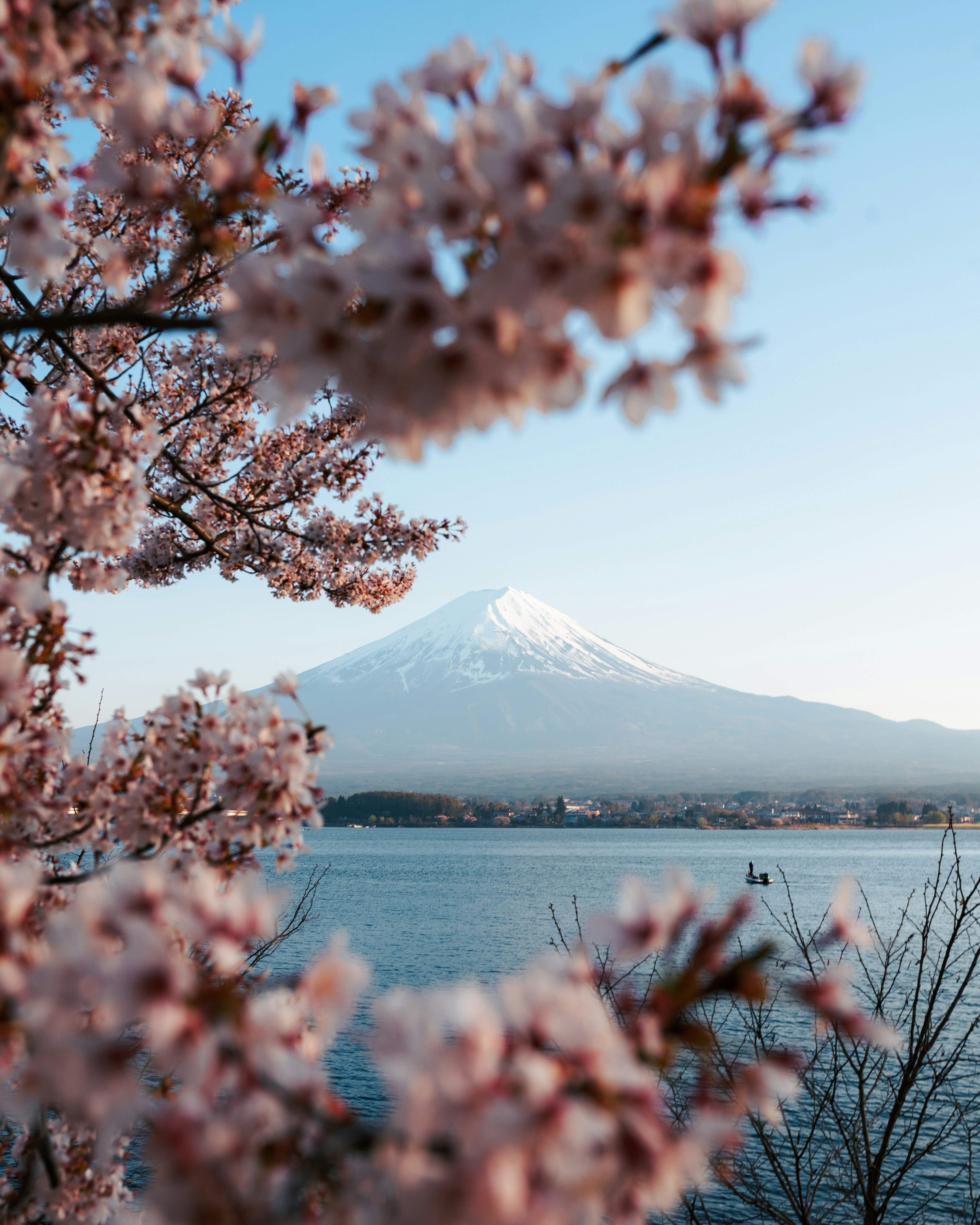 Mount Fuji rises beyond a lake, framed by cherry blossoms in the foreground under a clear spring sky above.