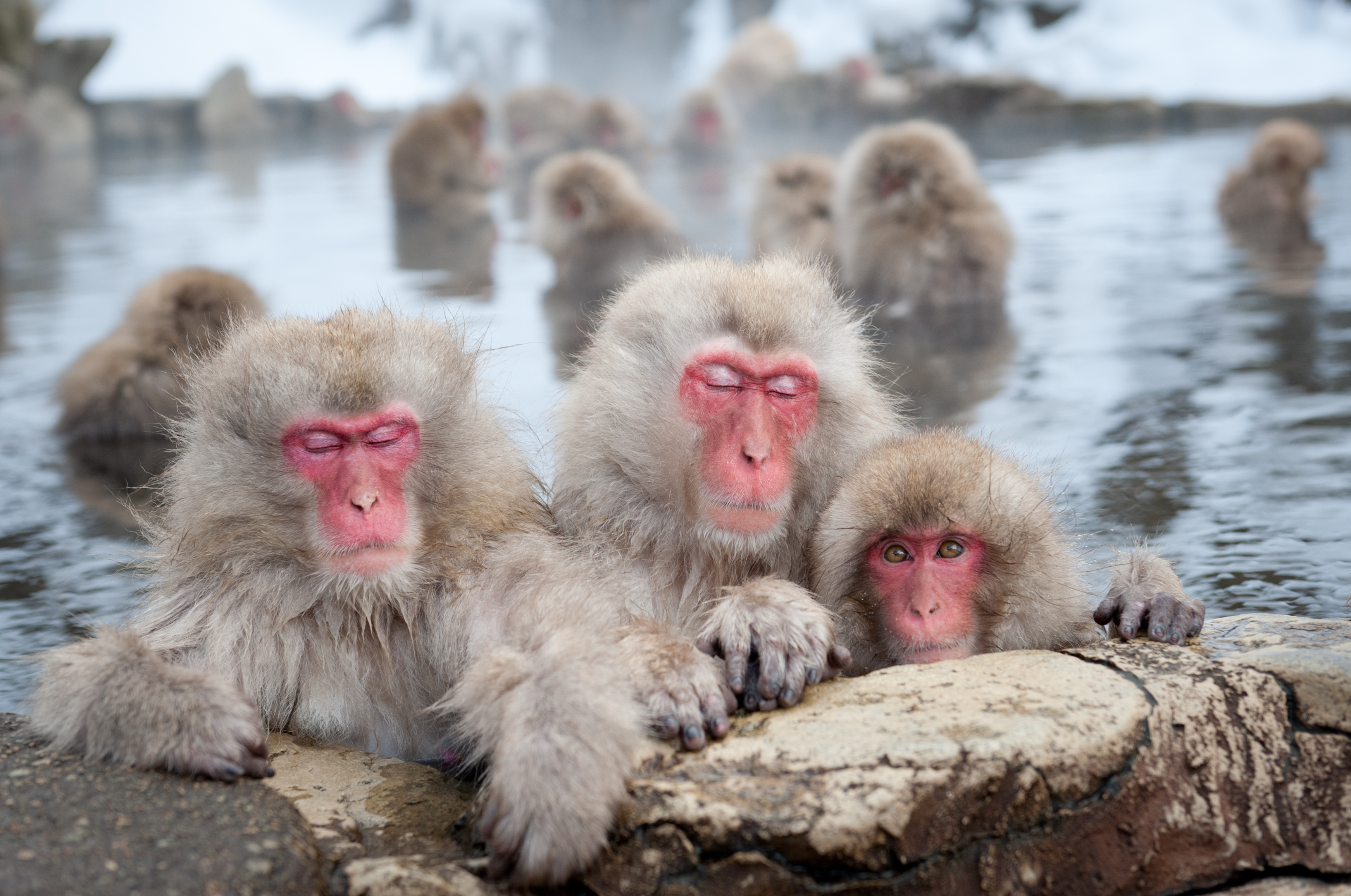 Japanese macaques bathe in Jigokudani hot springs in Nagano, their pink faces visible as steam rises around them.