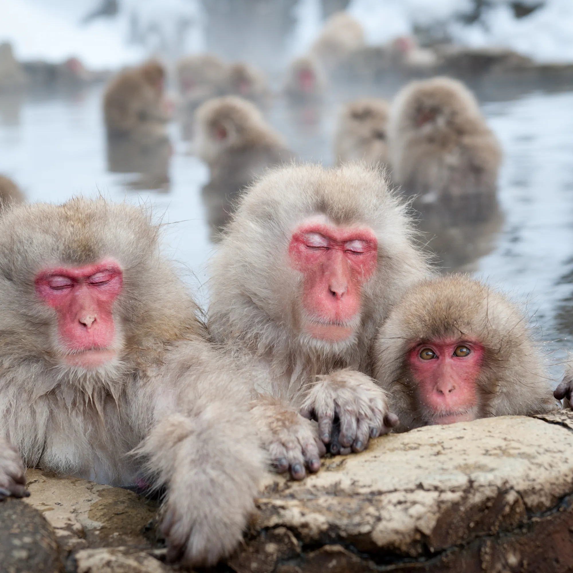 Japanese macaques bathe in Jigokudani hot springs in Nagano, their pink faces visible as steam rises around them.