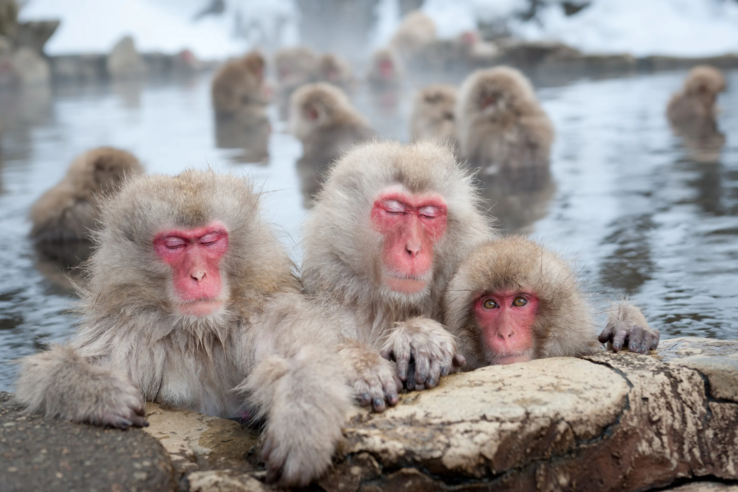 Japanese macaques bathe in Jigokudani hot springs in Nagano, their pink faces visible as steam rises around them.