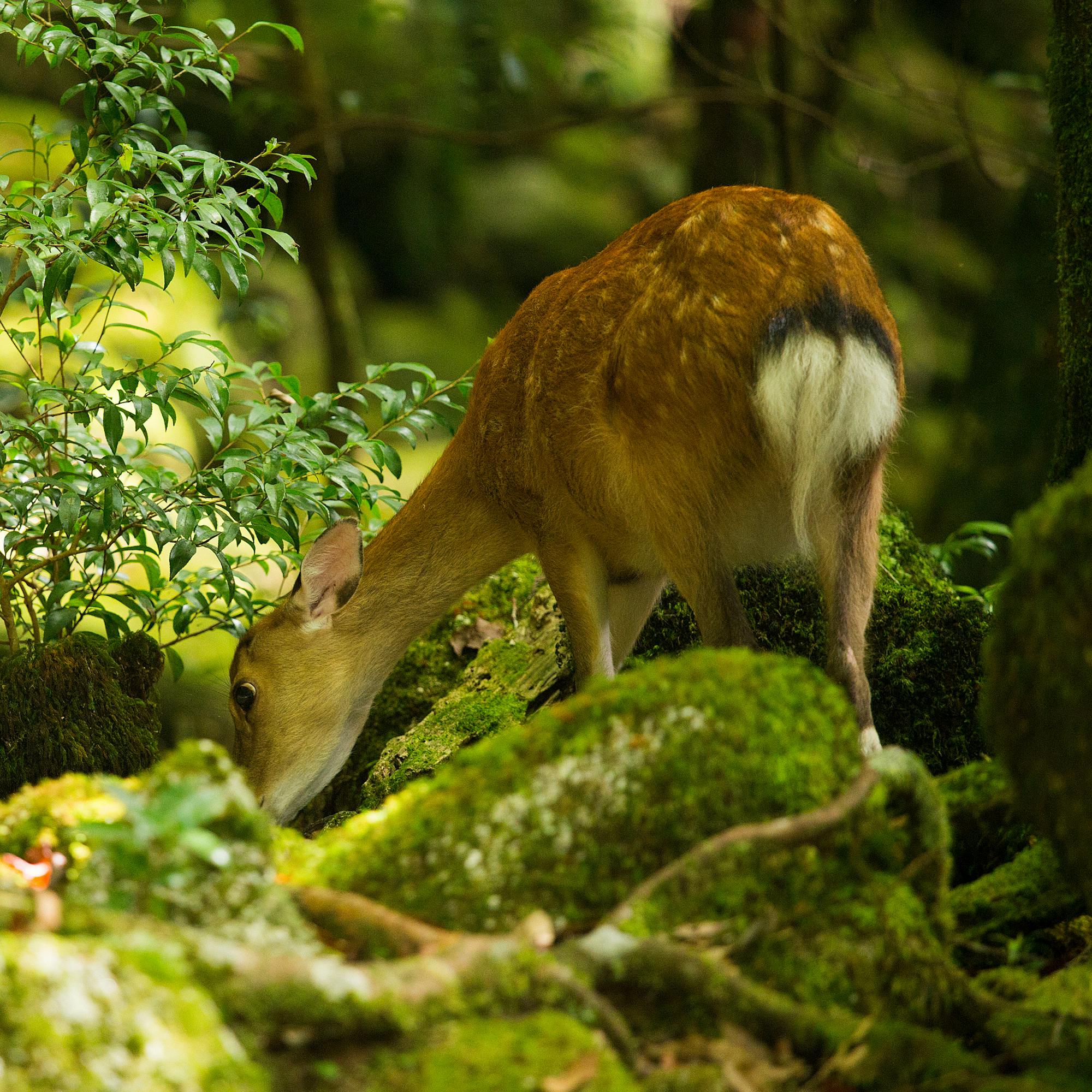 A deer grazes among mossy rocks in Shiratani Unsuikyo, Kagoshima, with soft light filtering through forest.