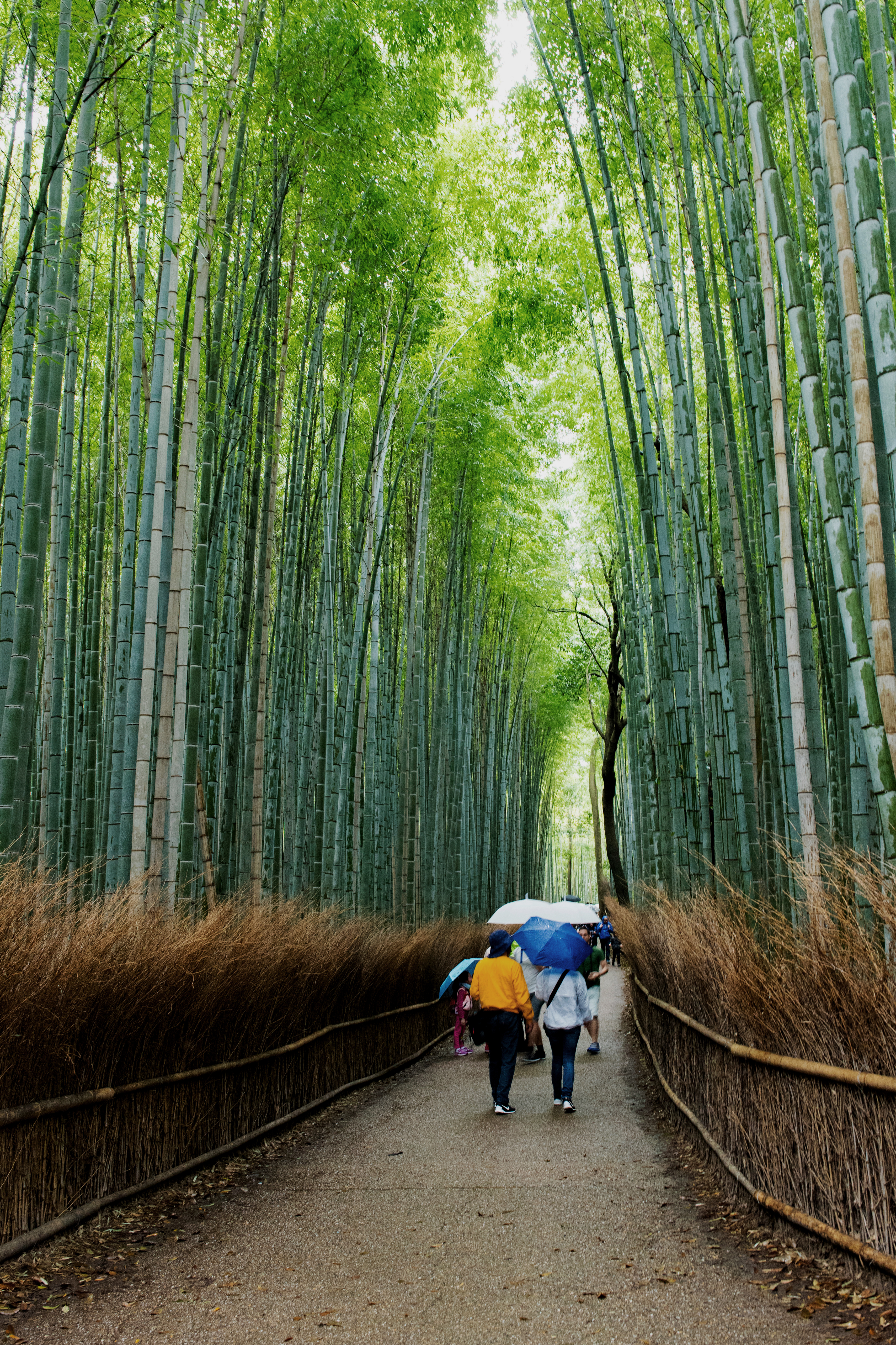Travelers walk along a path through Arashiyama bamboo grove in Kyoto, tall green stalks rising overhead in soft light.