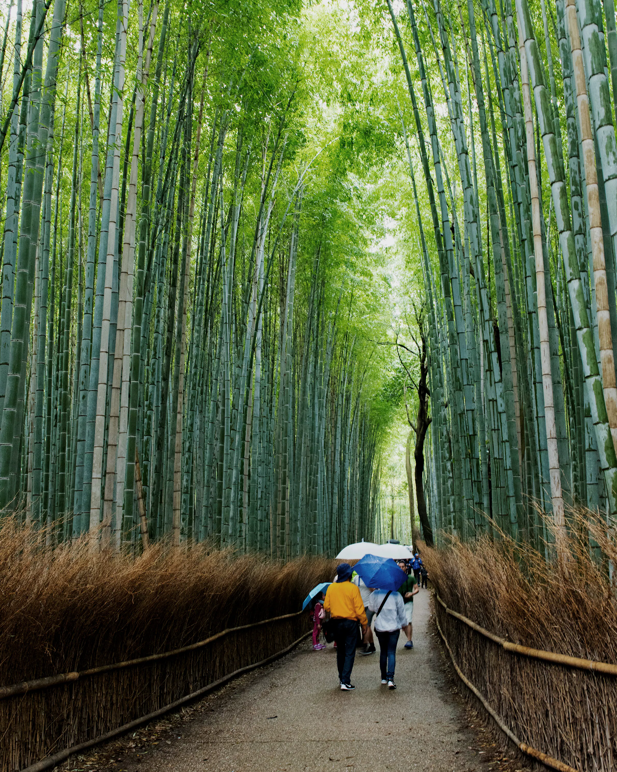 Travelers walk along a path through Arashiyama bamboo grove in Kyoto, tall green stalks rising overhead in soft light.