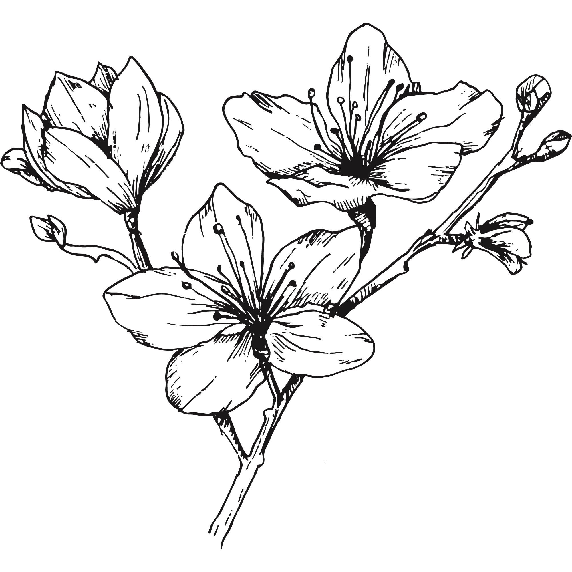 Sketch of a branch from a cherry blossom tree.