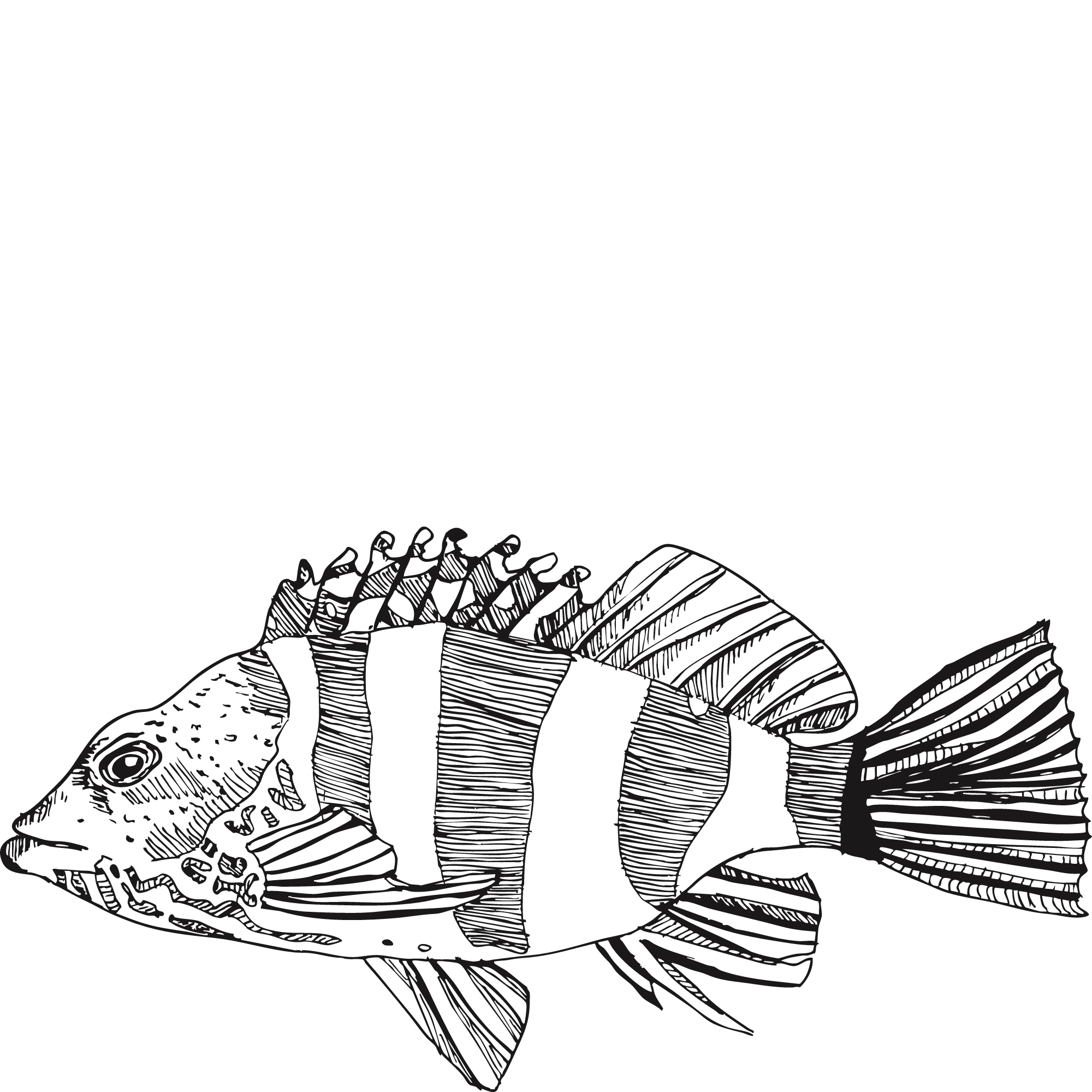 Sketch of a redbarred hawkfish.